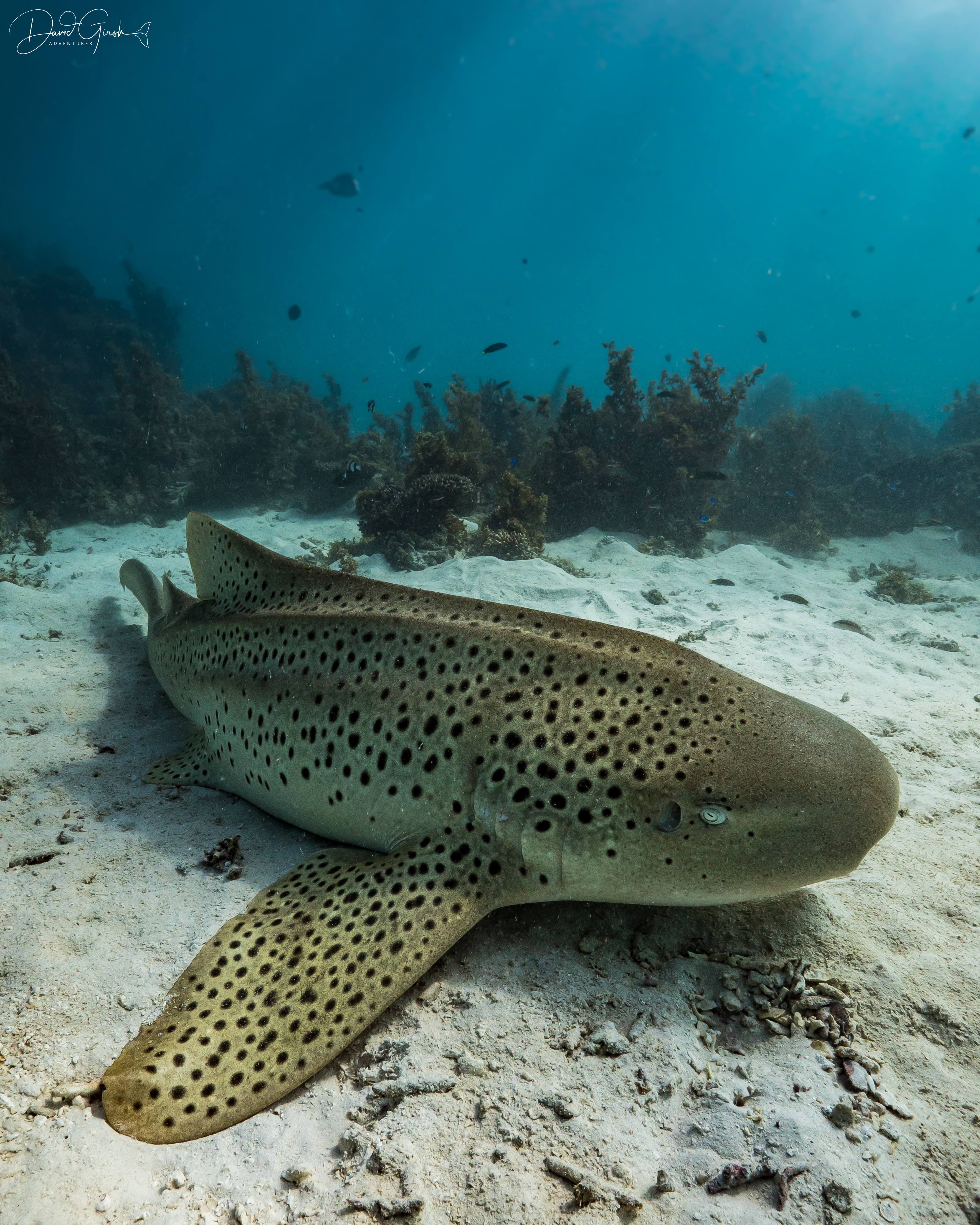 Leopard shark resting on sand at Ningaloo