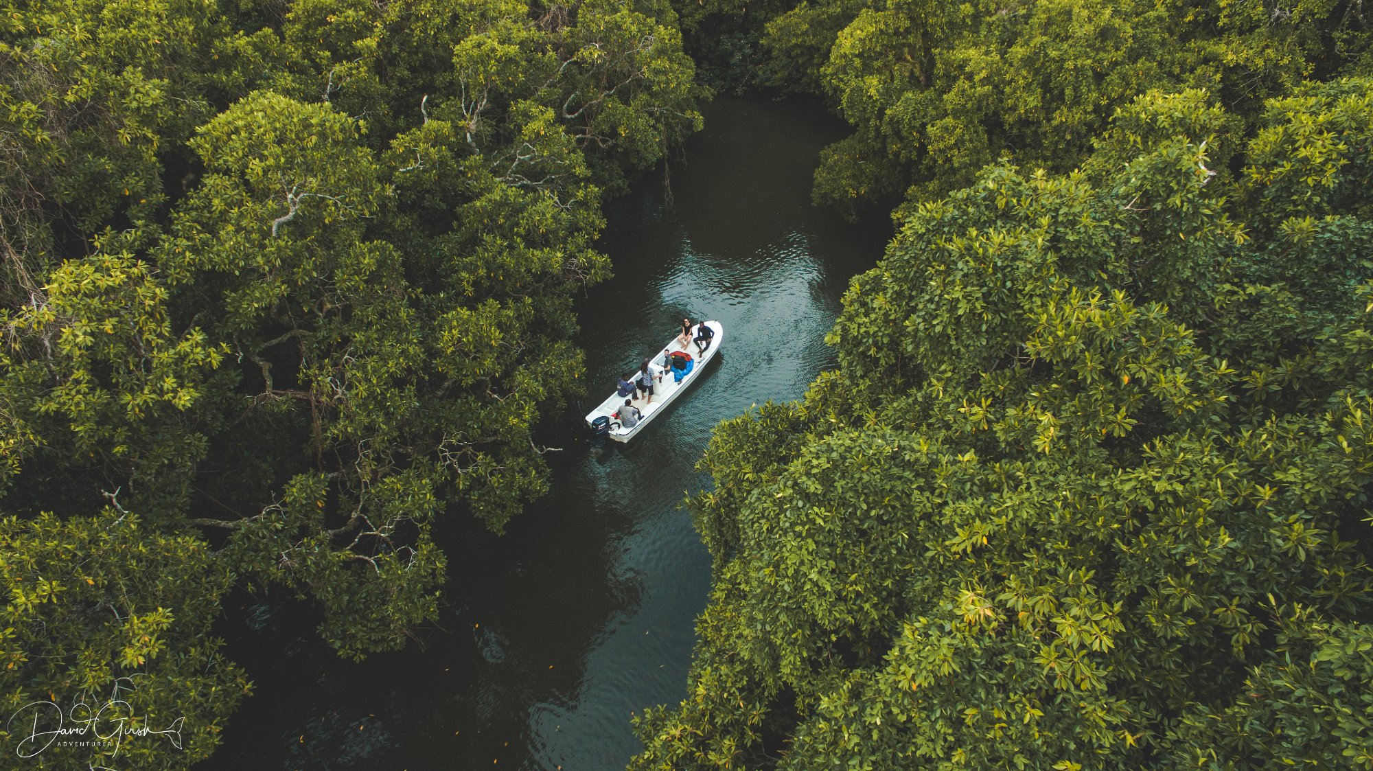 Mangrove aerial