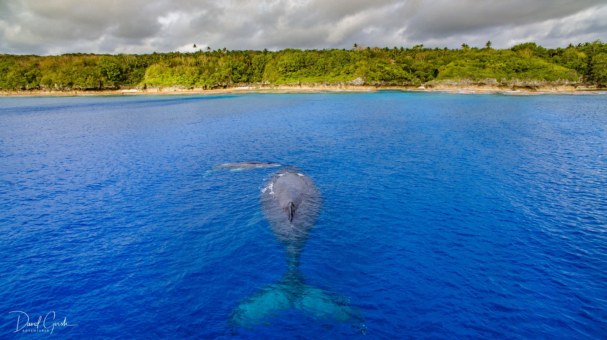 Aerial whale with island