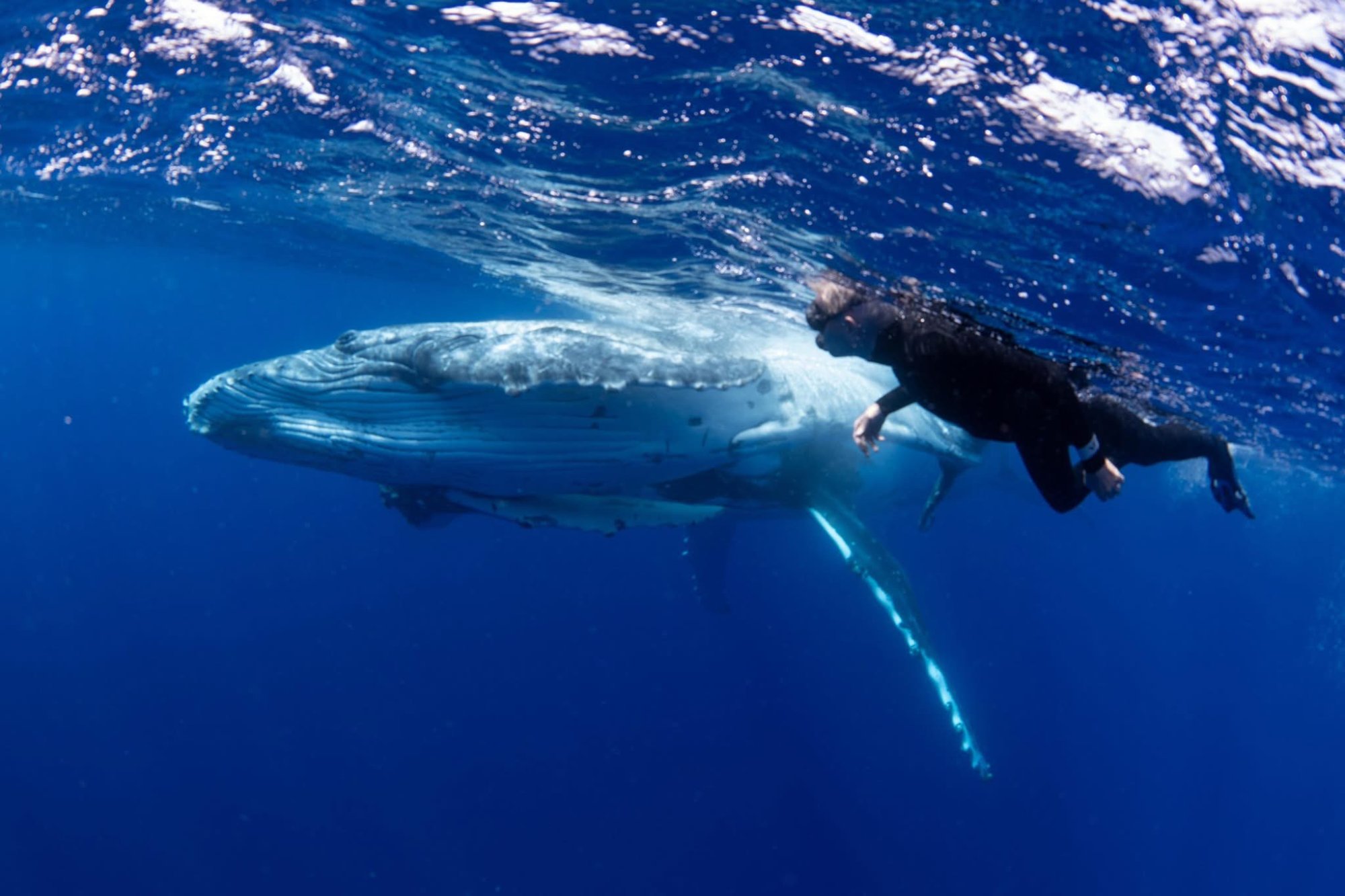 Diver with humpback