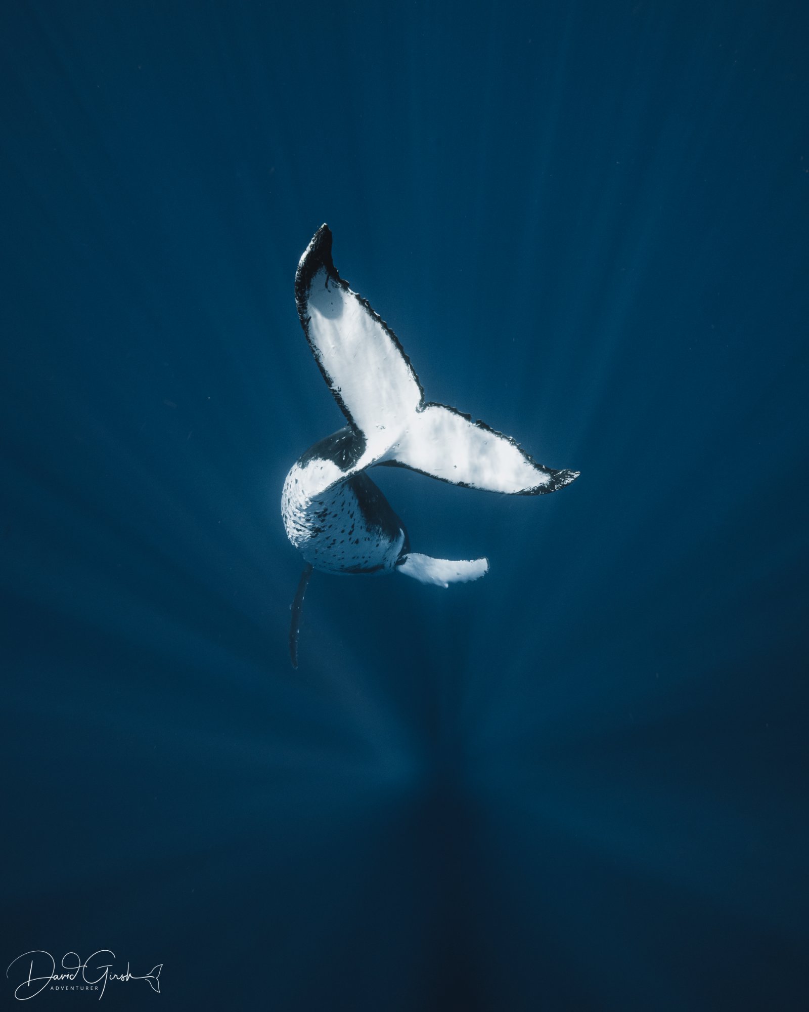 Whale fluke from above