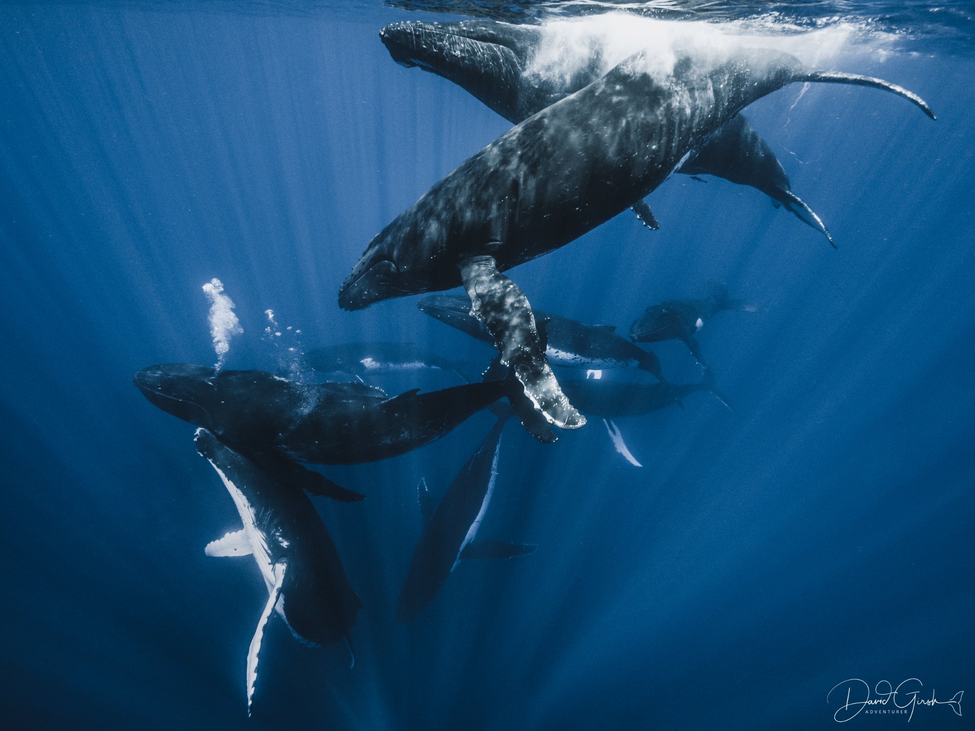 Humpback whale pod underwater