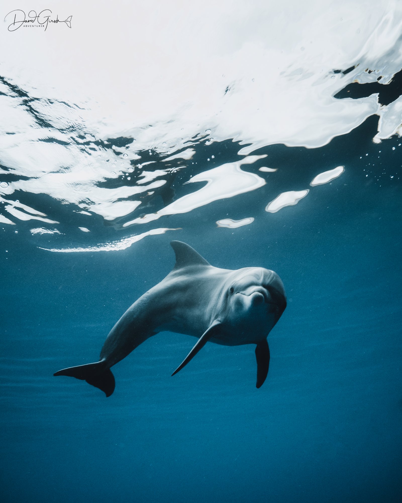 Dolphin portrait