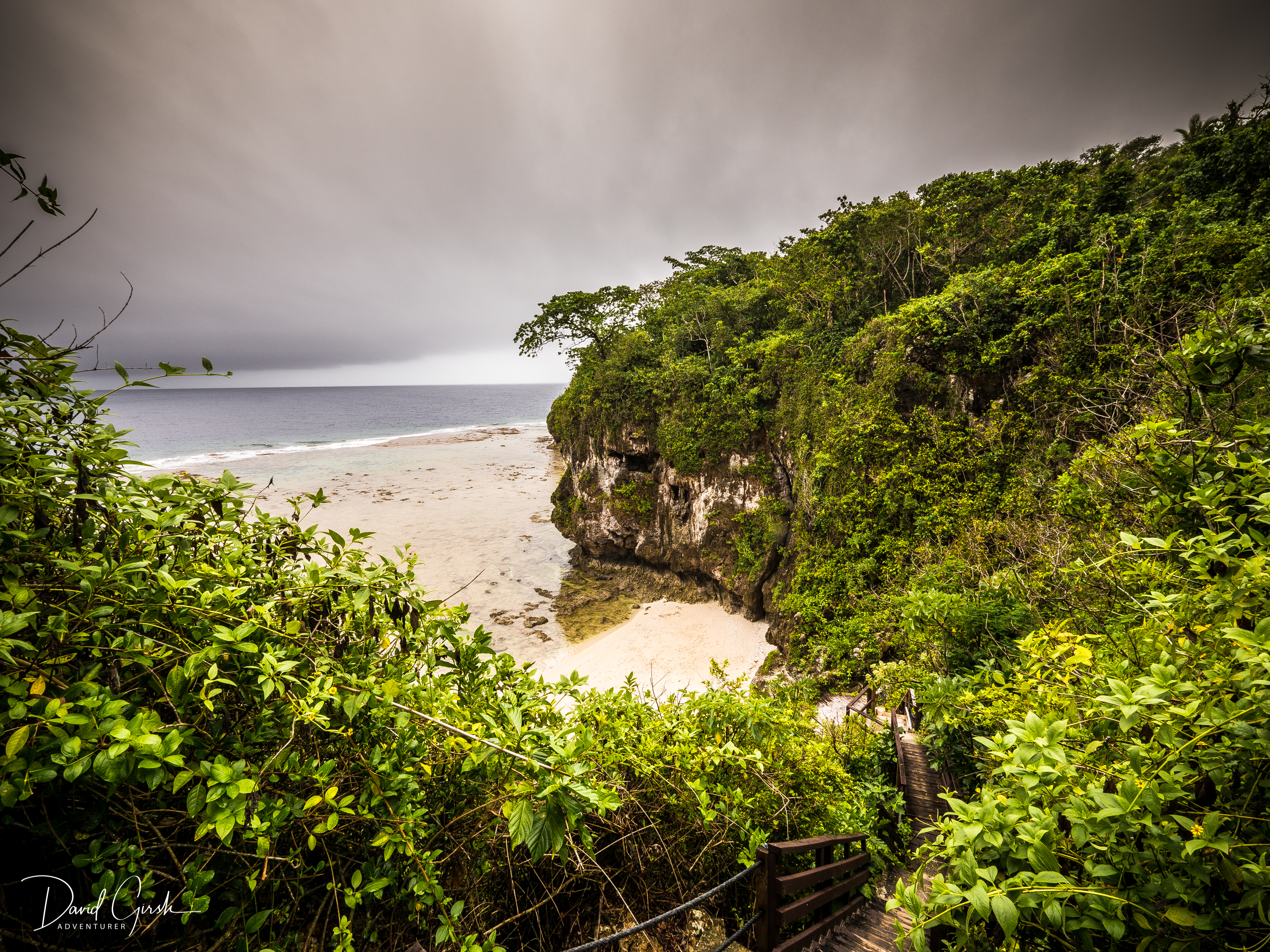Dolphin in Niue waters