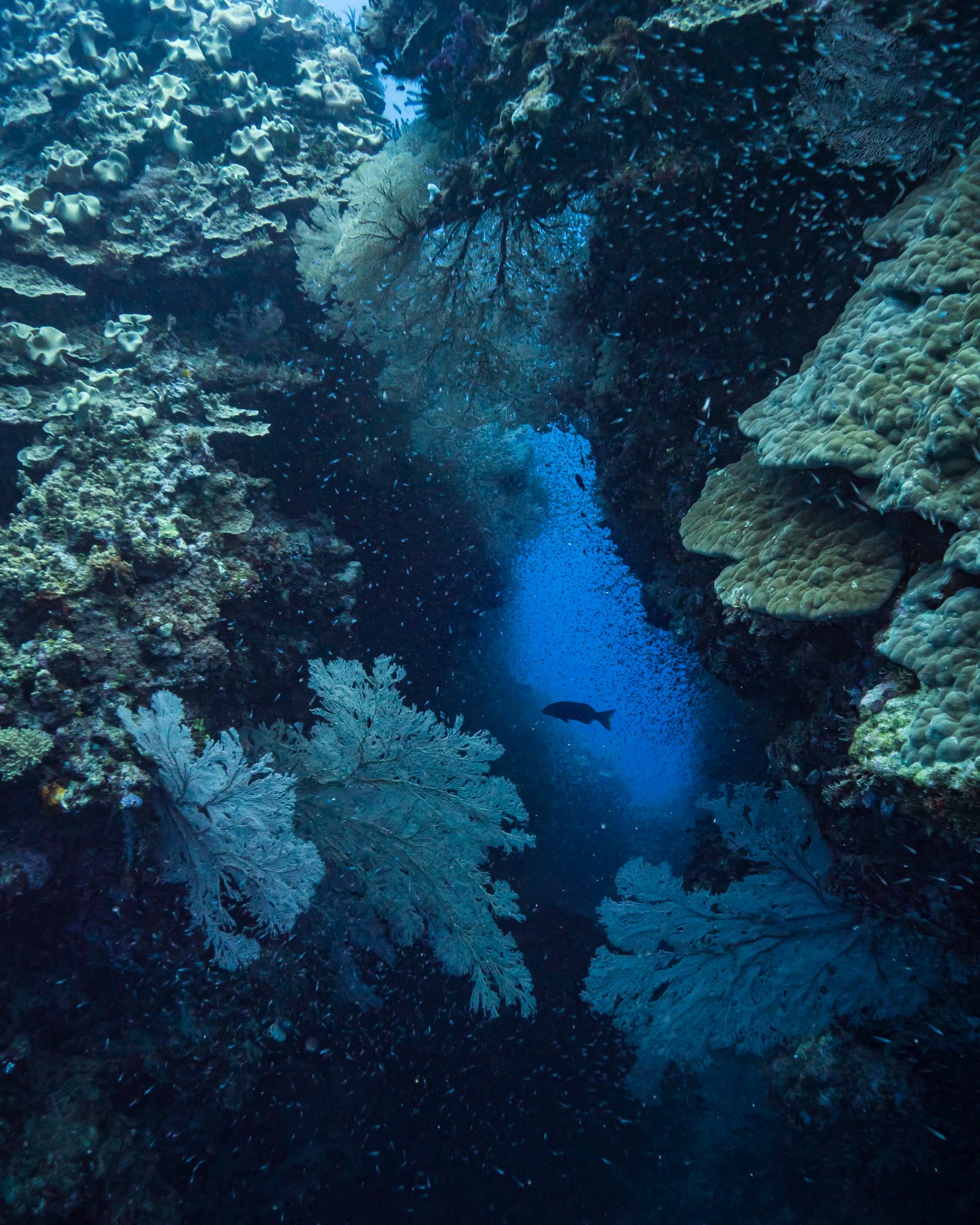 Deep reef cavern
