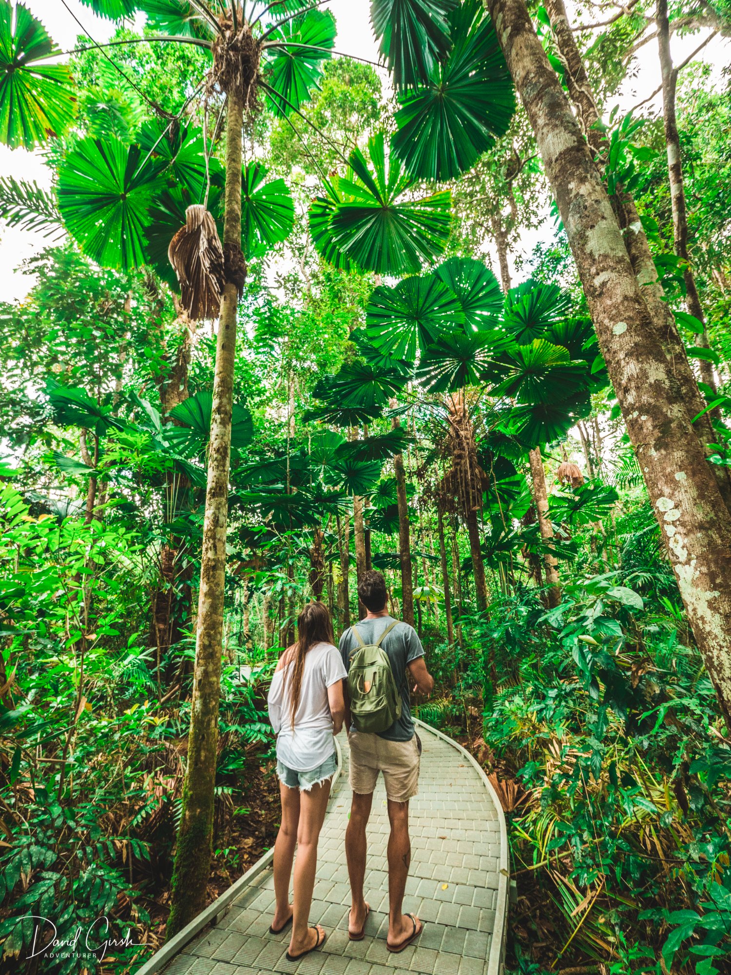 FNQ rainforest walk