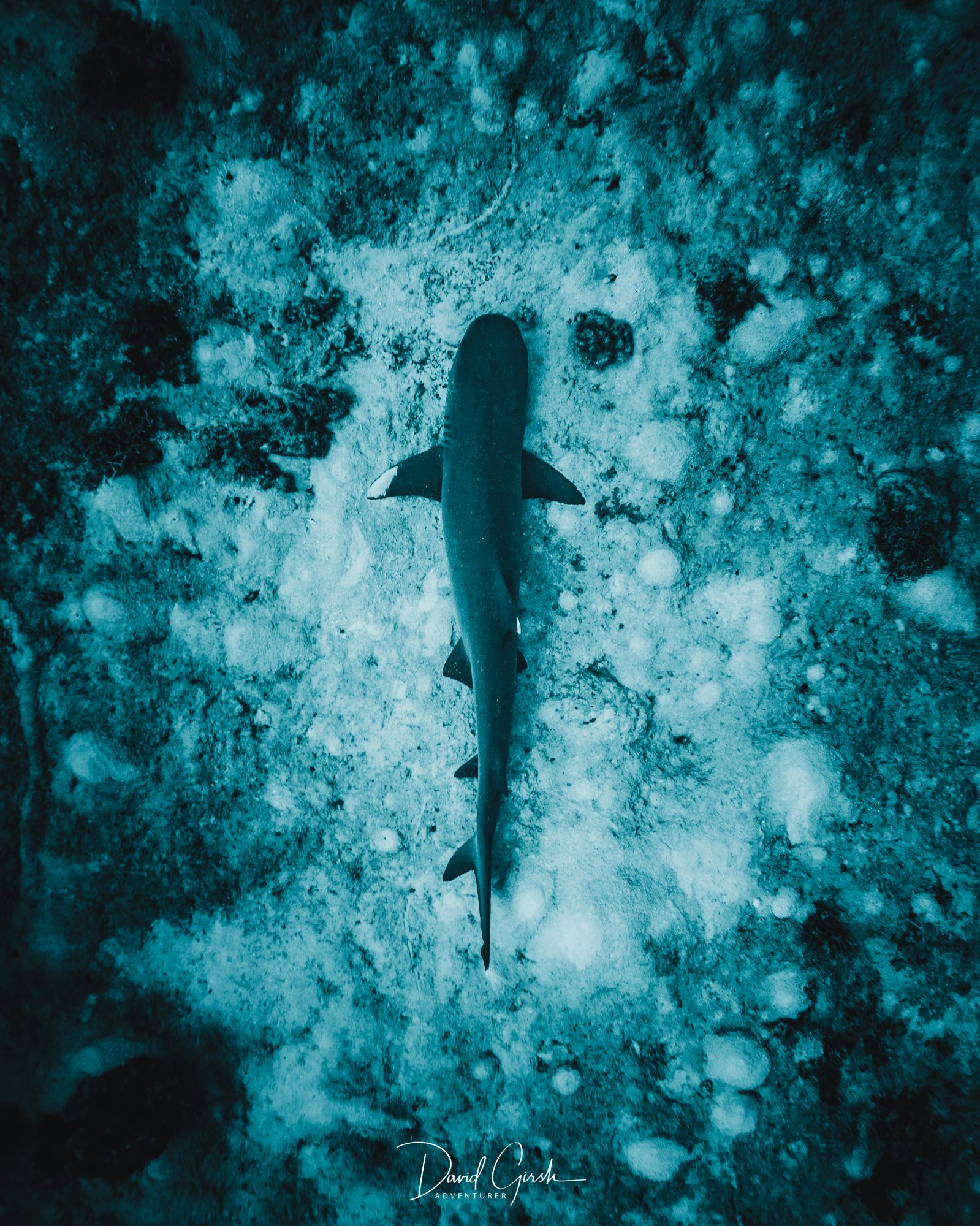 Great Barrier Reef shark