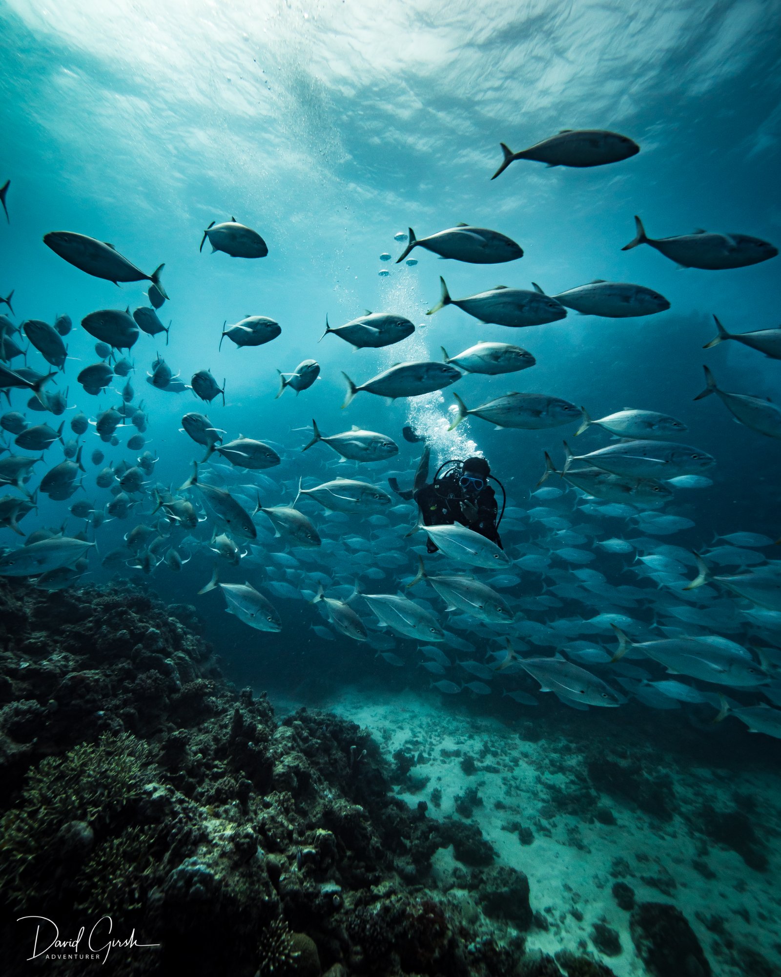 Diver in fish school