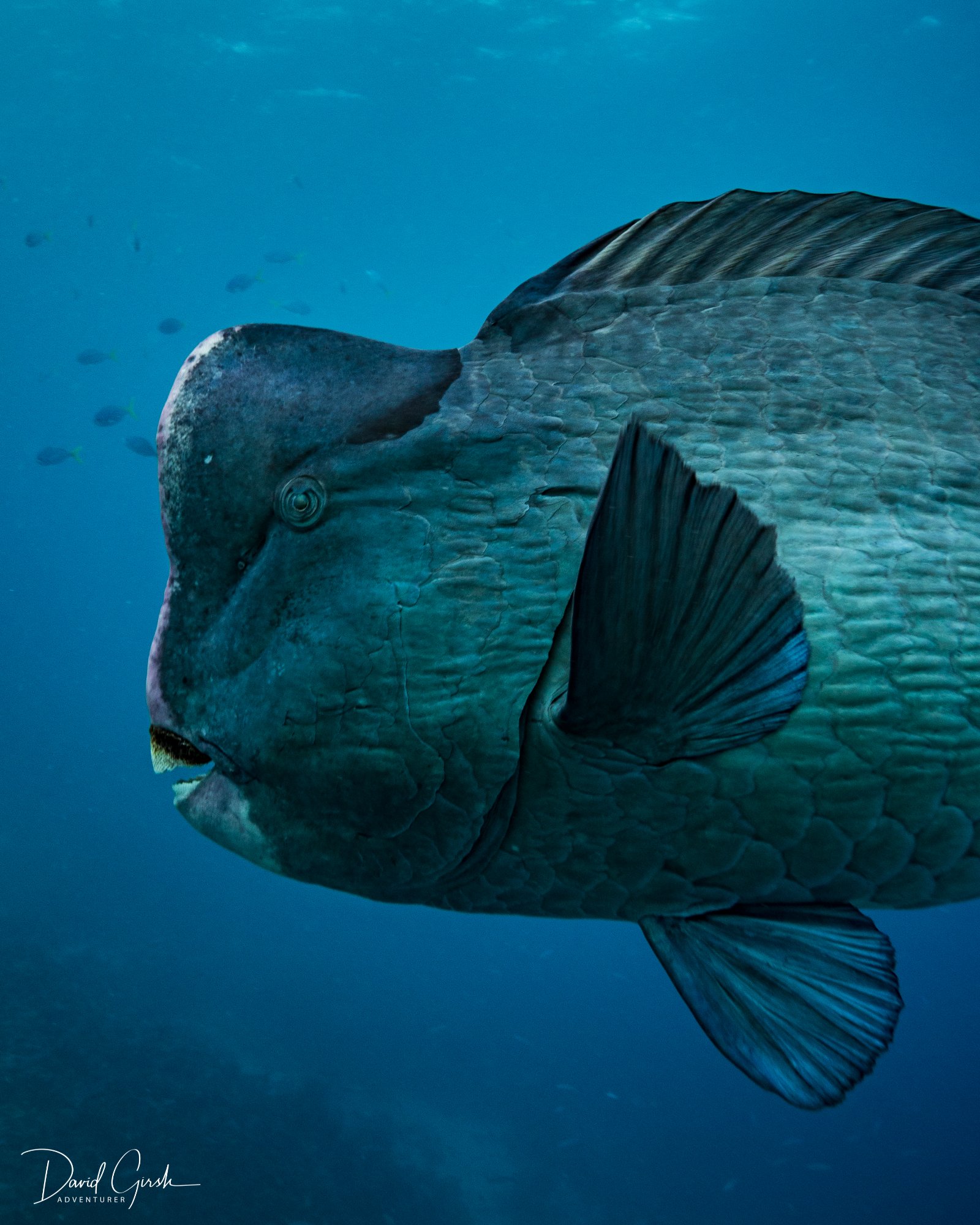 Bumphead parrotfish