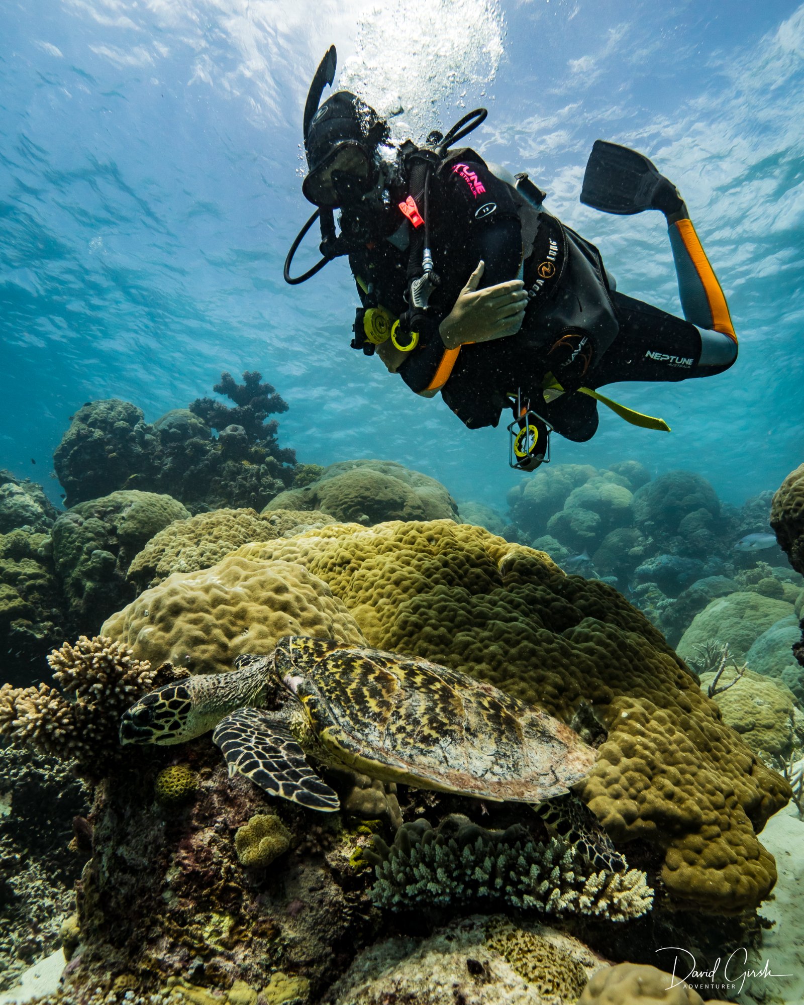 Diver with turtle on reef