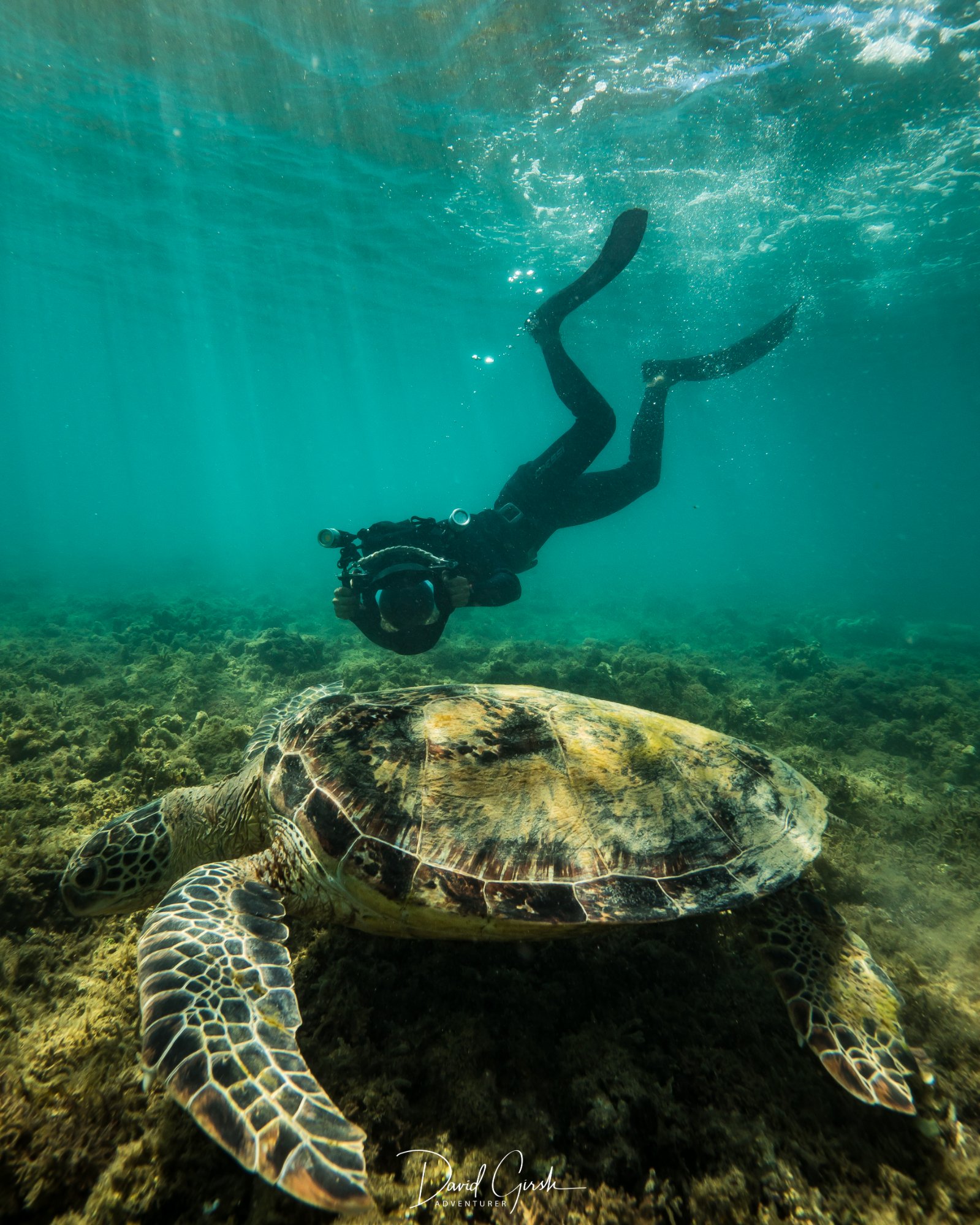 Freediver photographing turtle