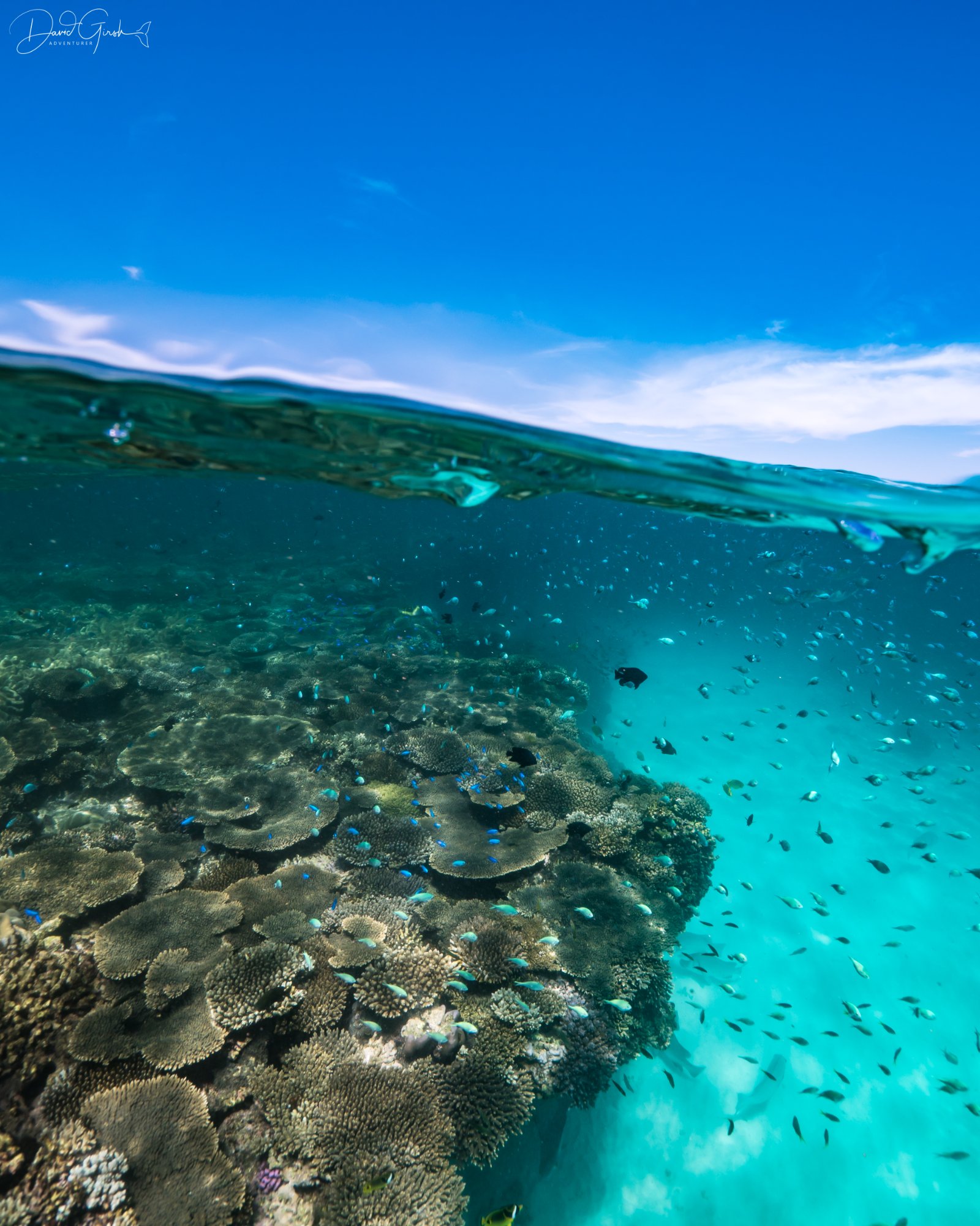 Reef split shot with fish