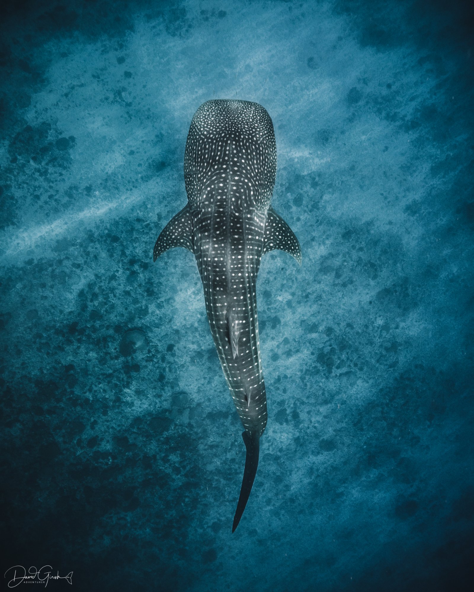 Whale shark from above