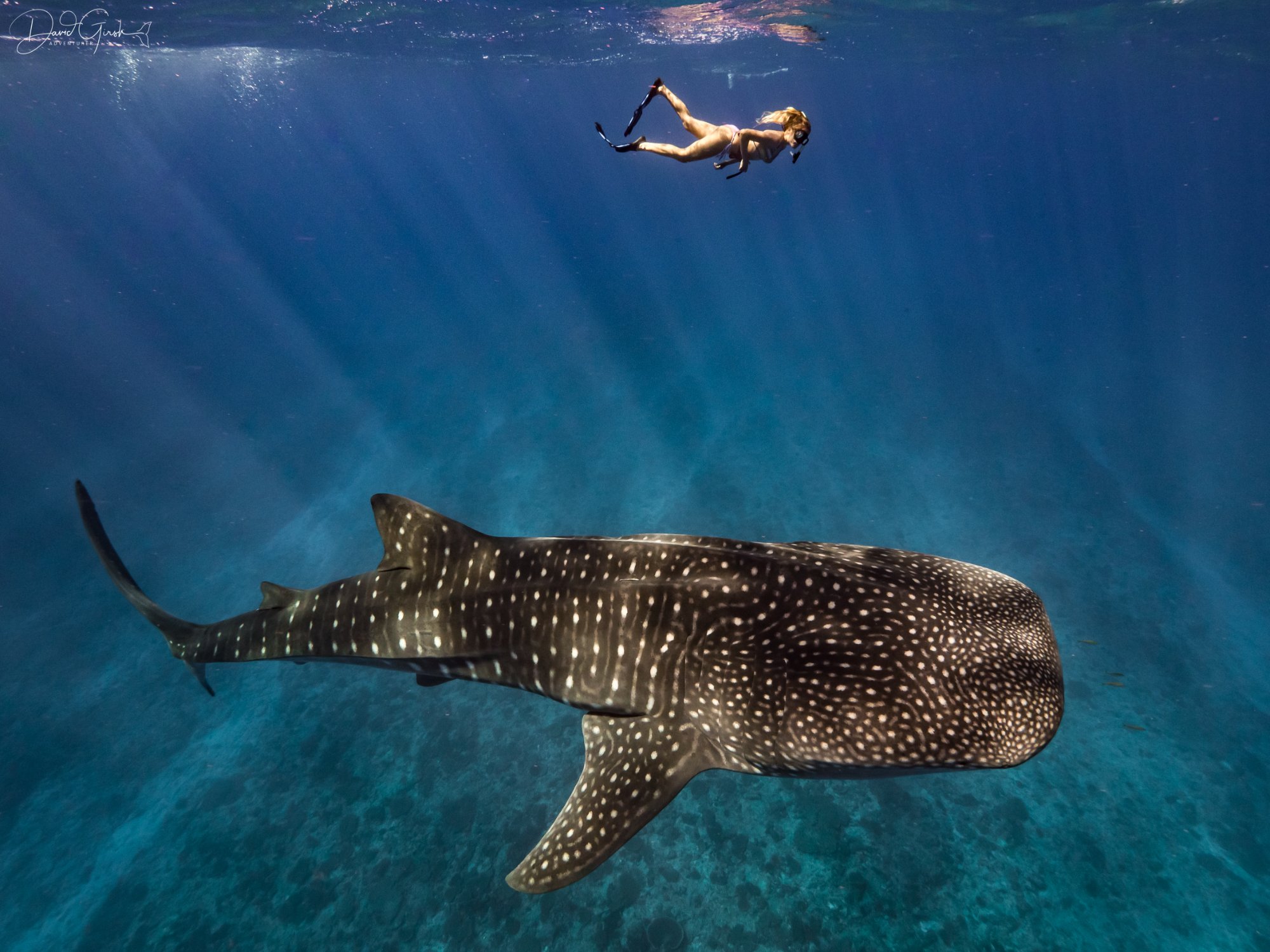 Whale shark with snorkeler
