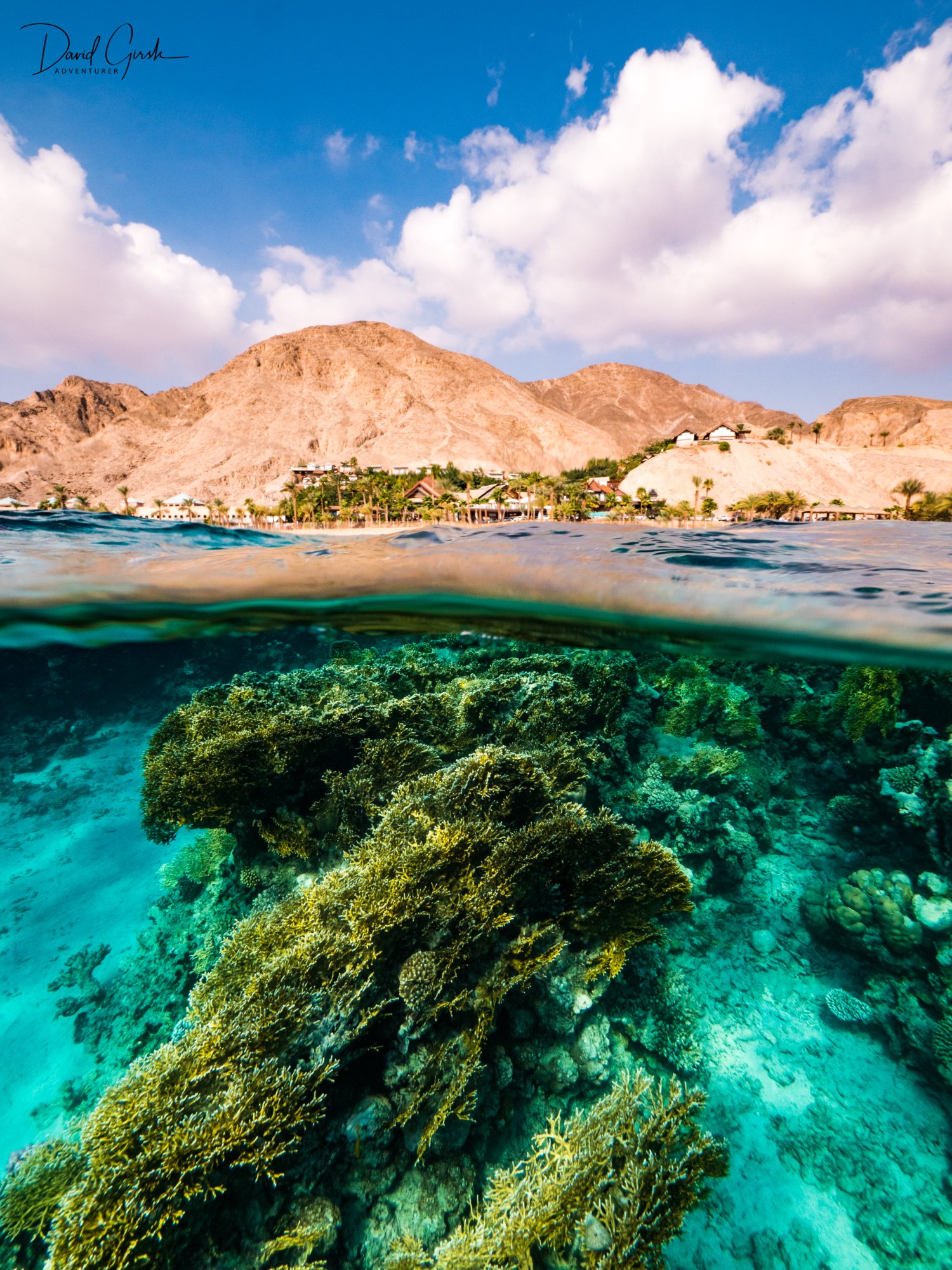 Red Sea split shot coral reef