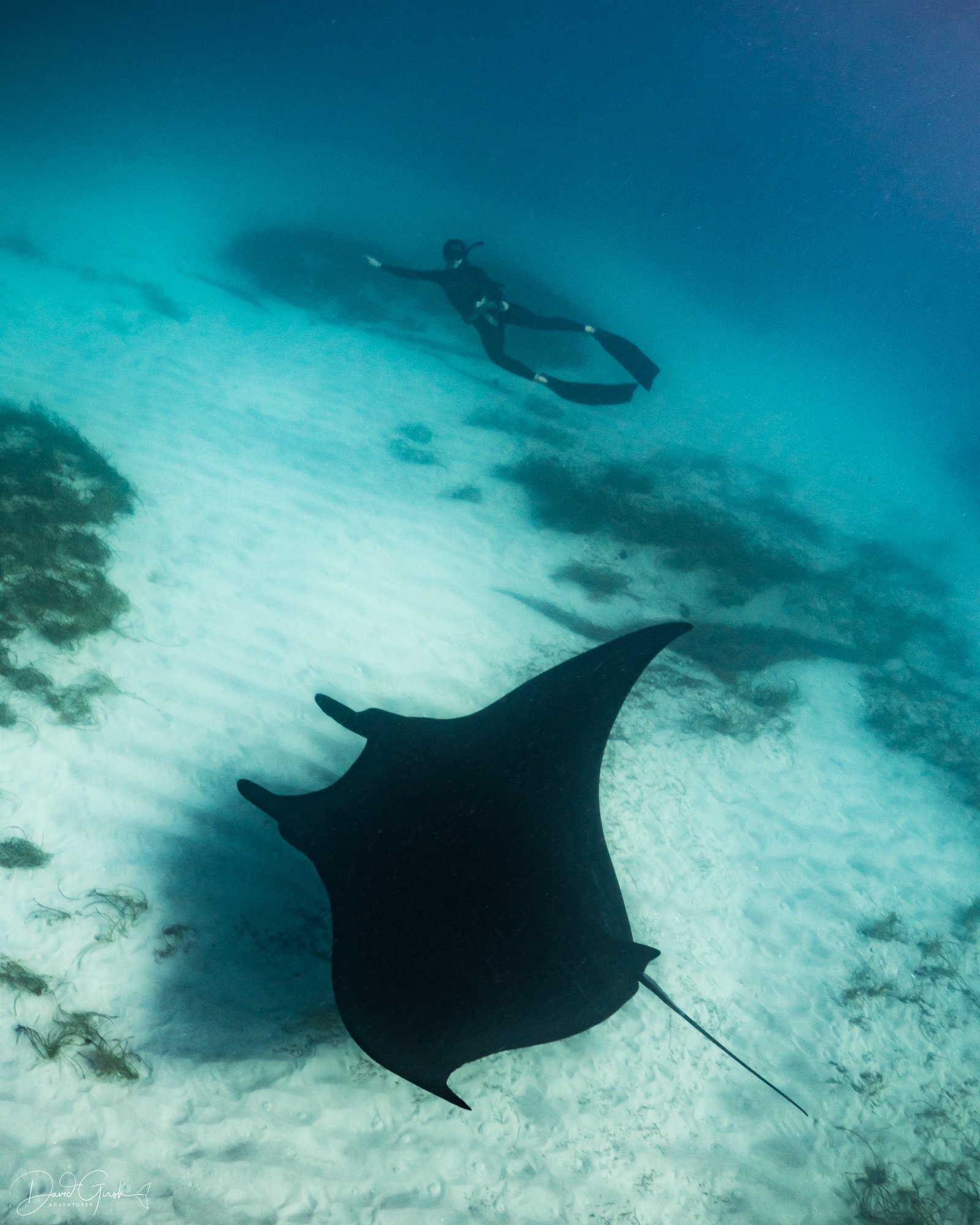 Manta ray with freediver
