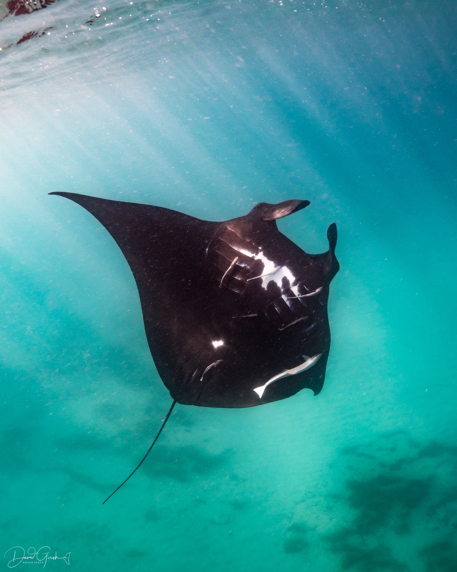 Manta ray with light rays