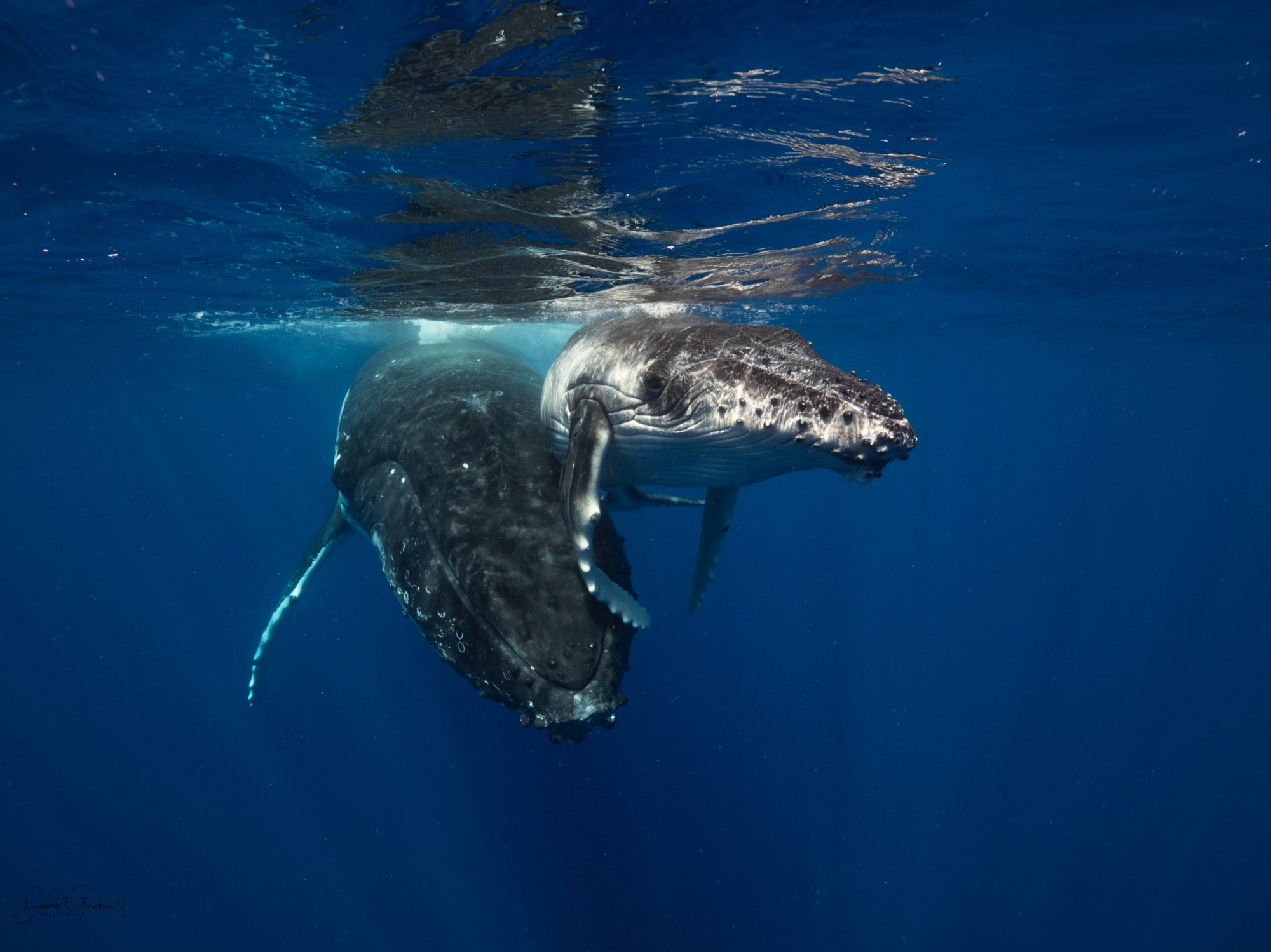 Humpback whale Tonga