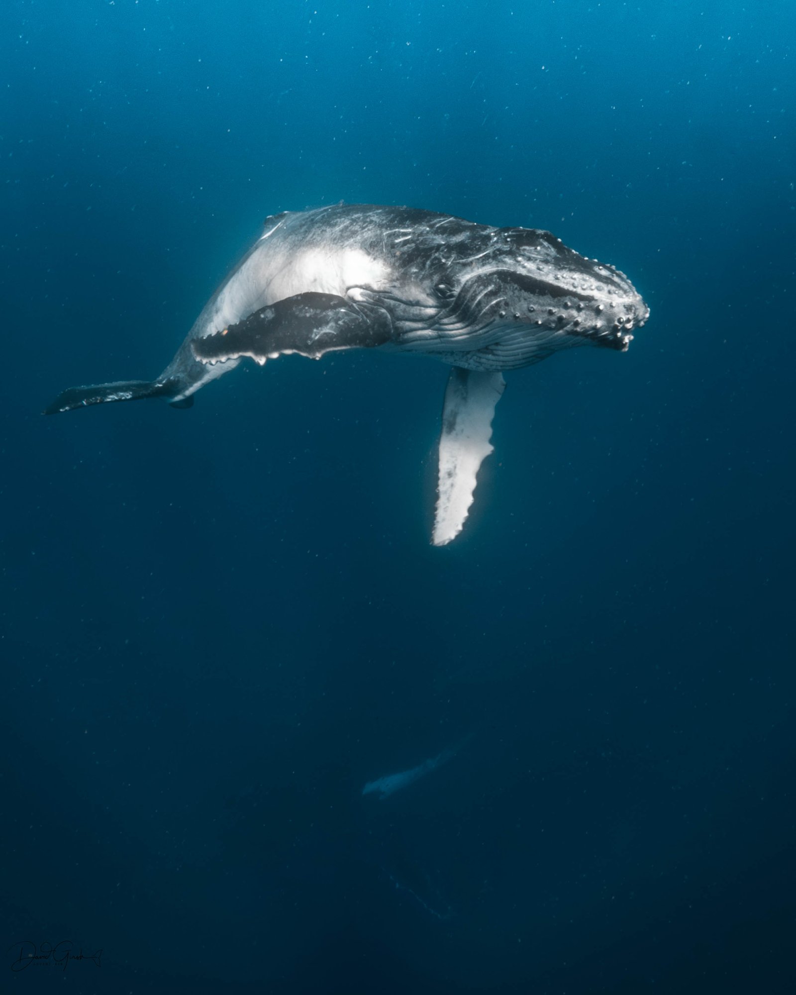 Expedition group on hilltop