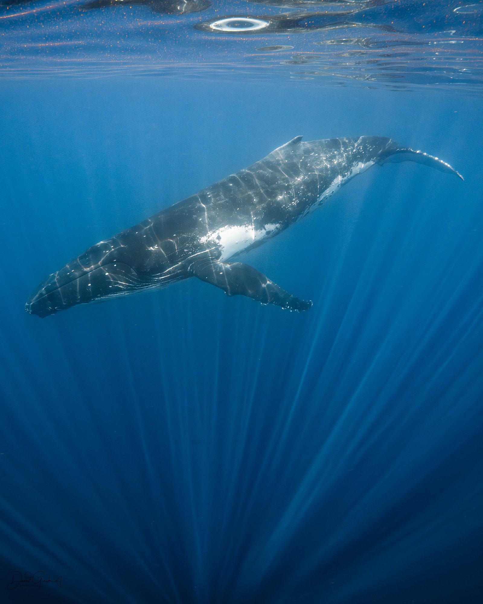 Whale with light rays