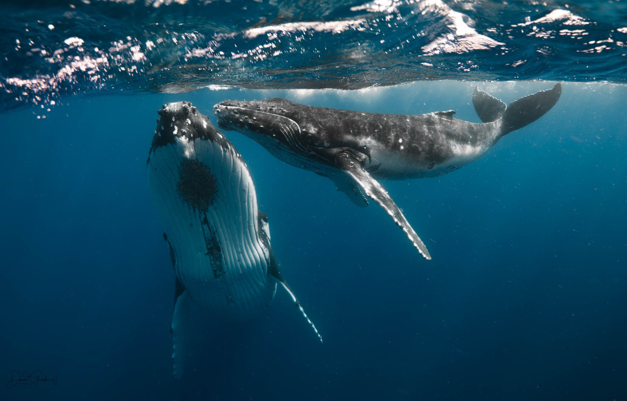 Whale mother and calf split shot