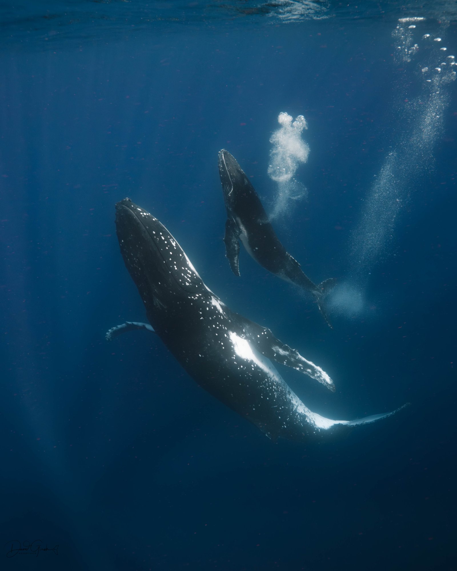 Whale underwater