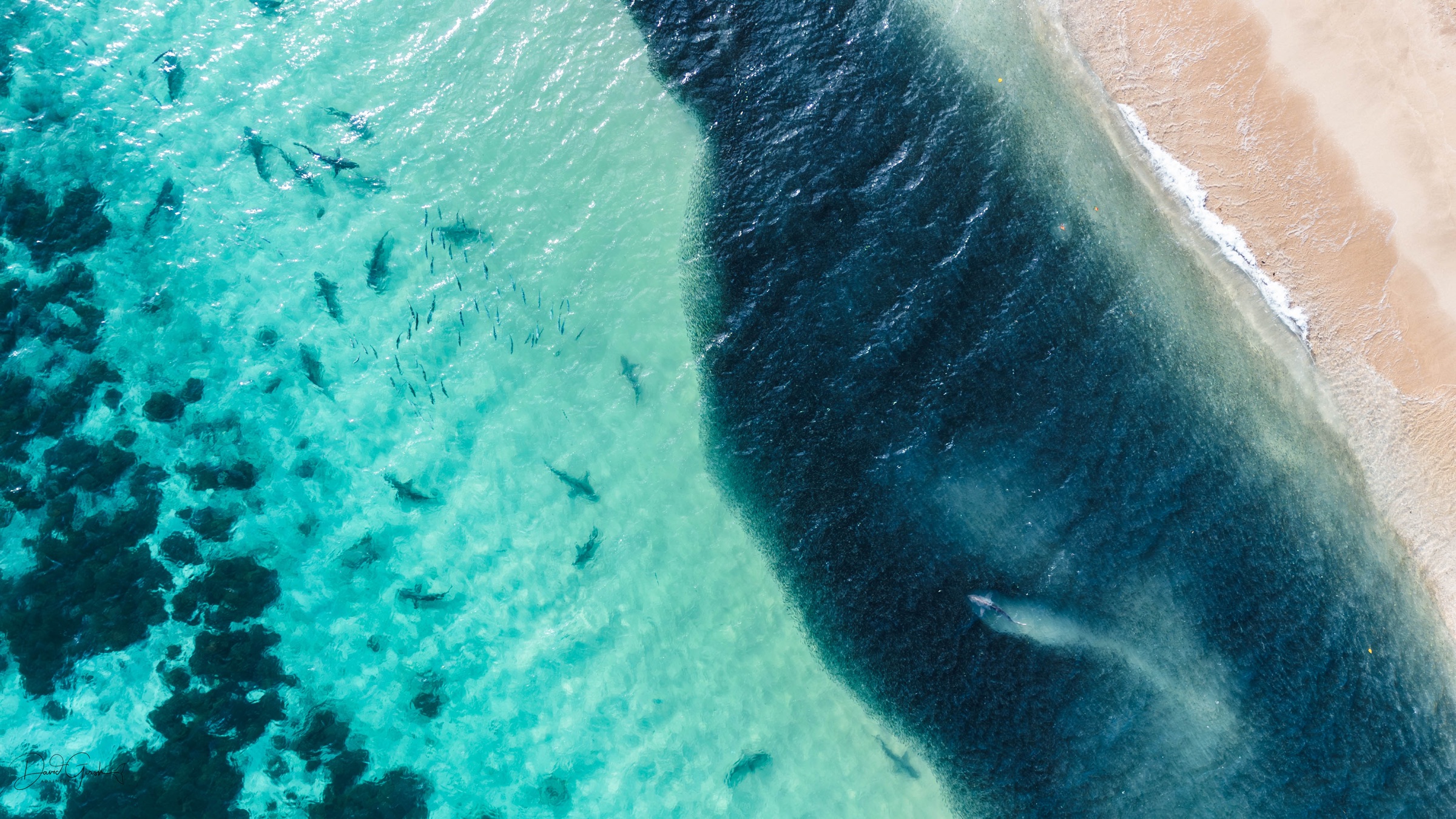 Aerial view of sharks in the shallows off Mer Island