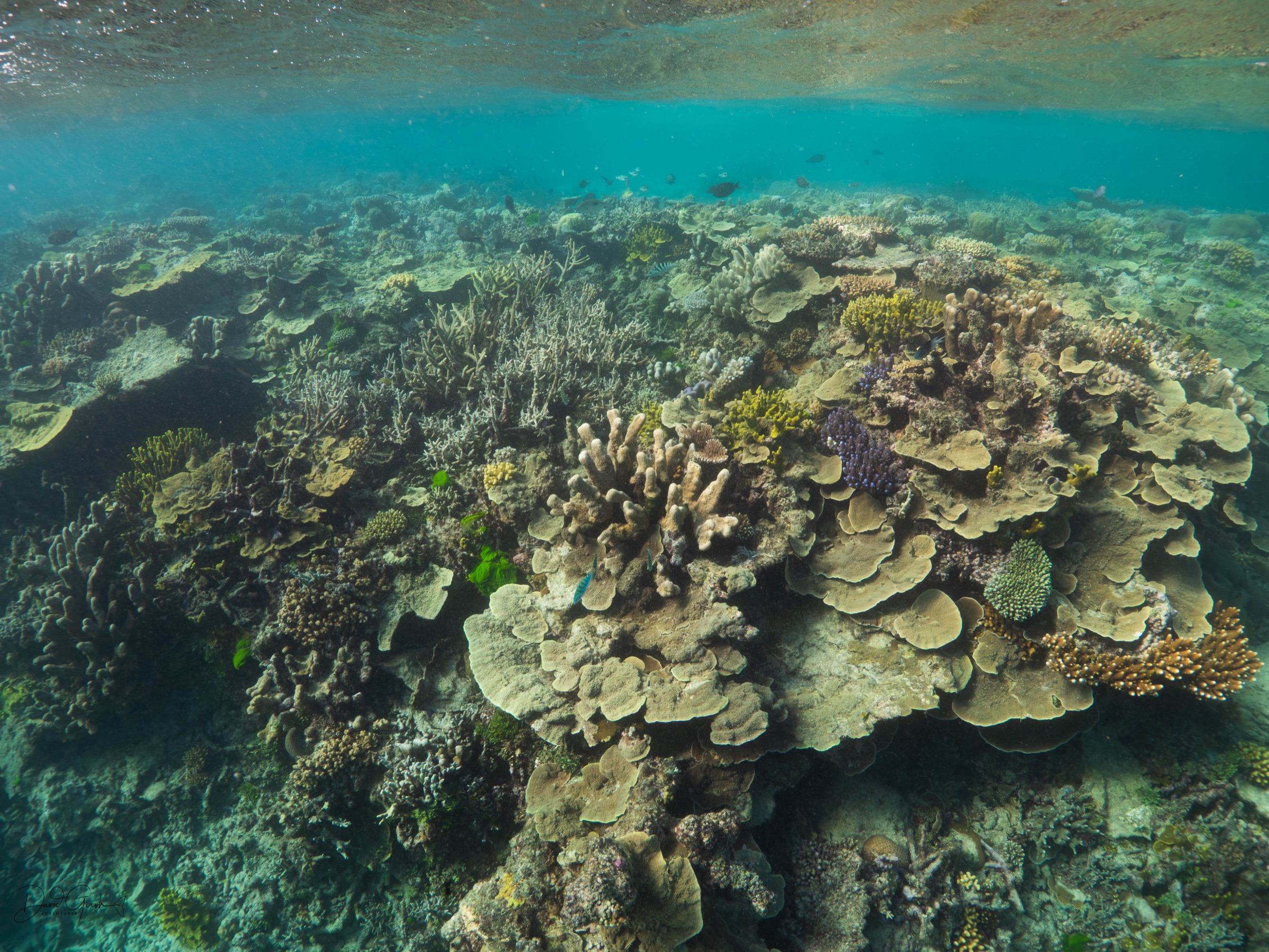 Coral garden underwater at Mer Island