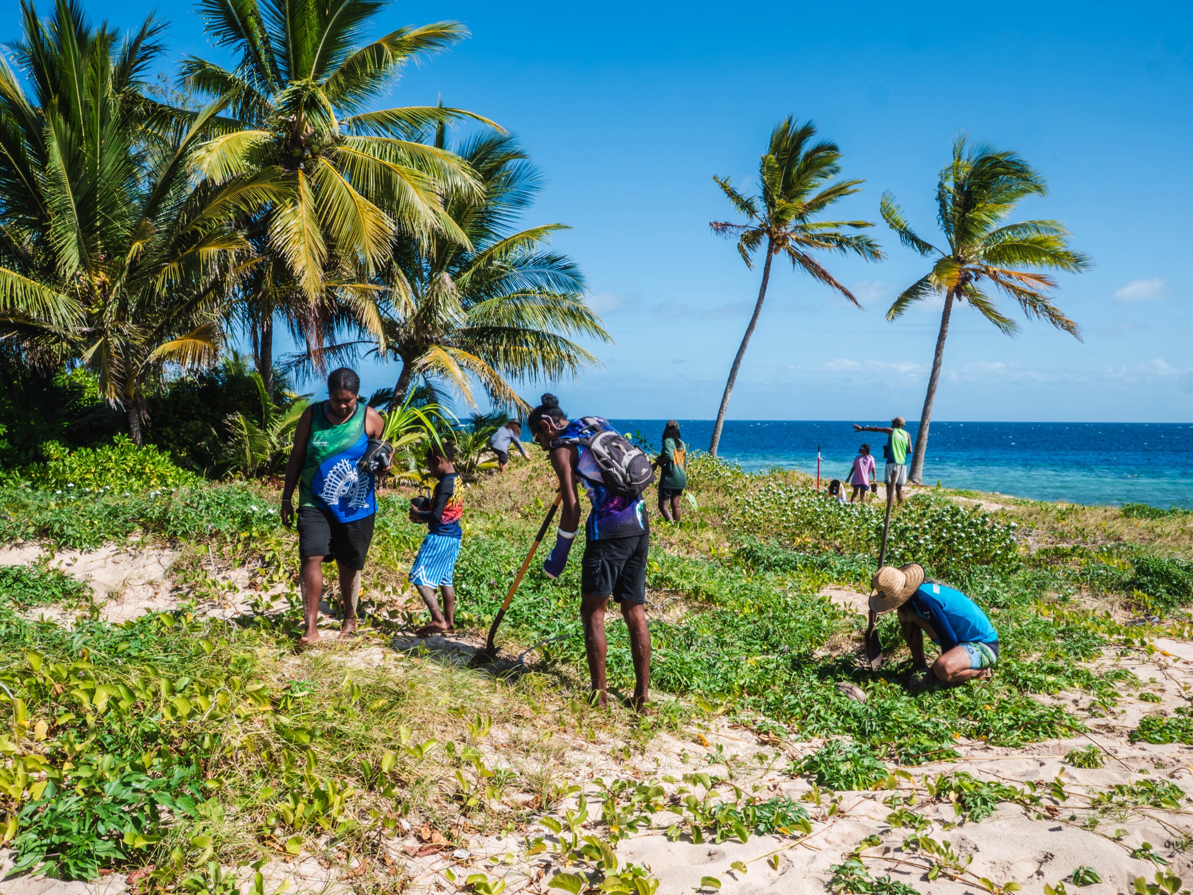Planting on the dune to protect the coastline, Mer Island