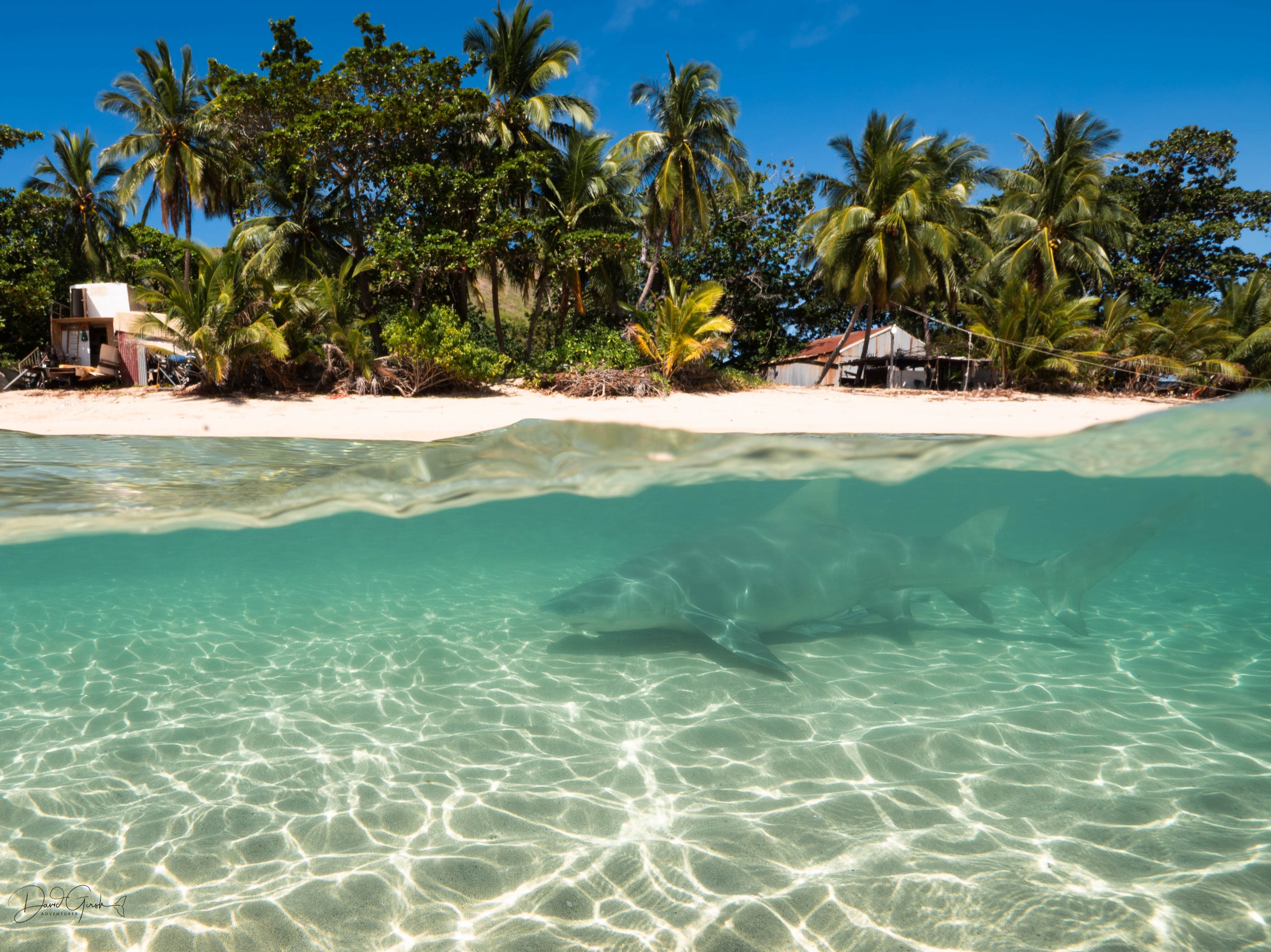A reef shark passes just off the beach on Mer Island