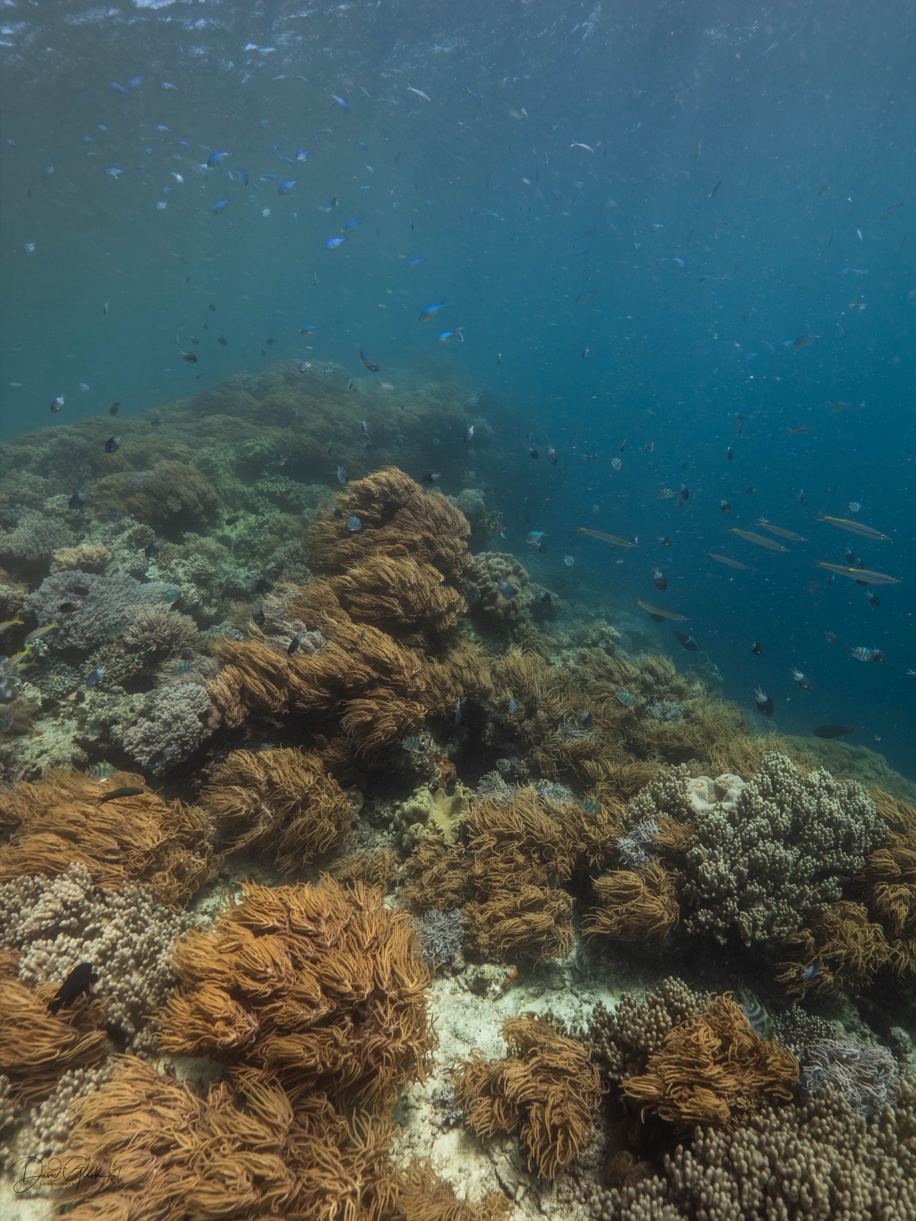 Coral reef below the surface at Mer Island