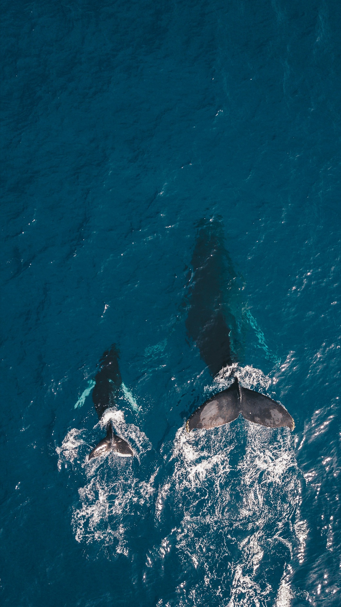 Whales diving in open ocean