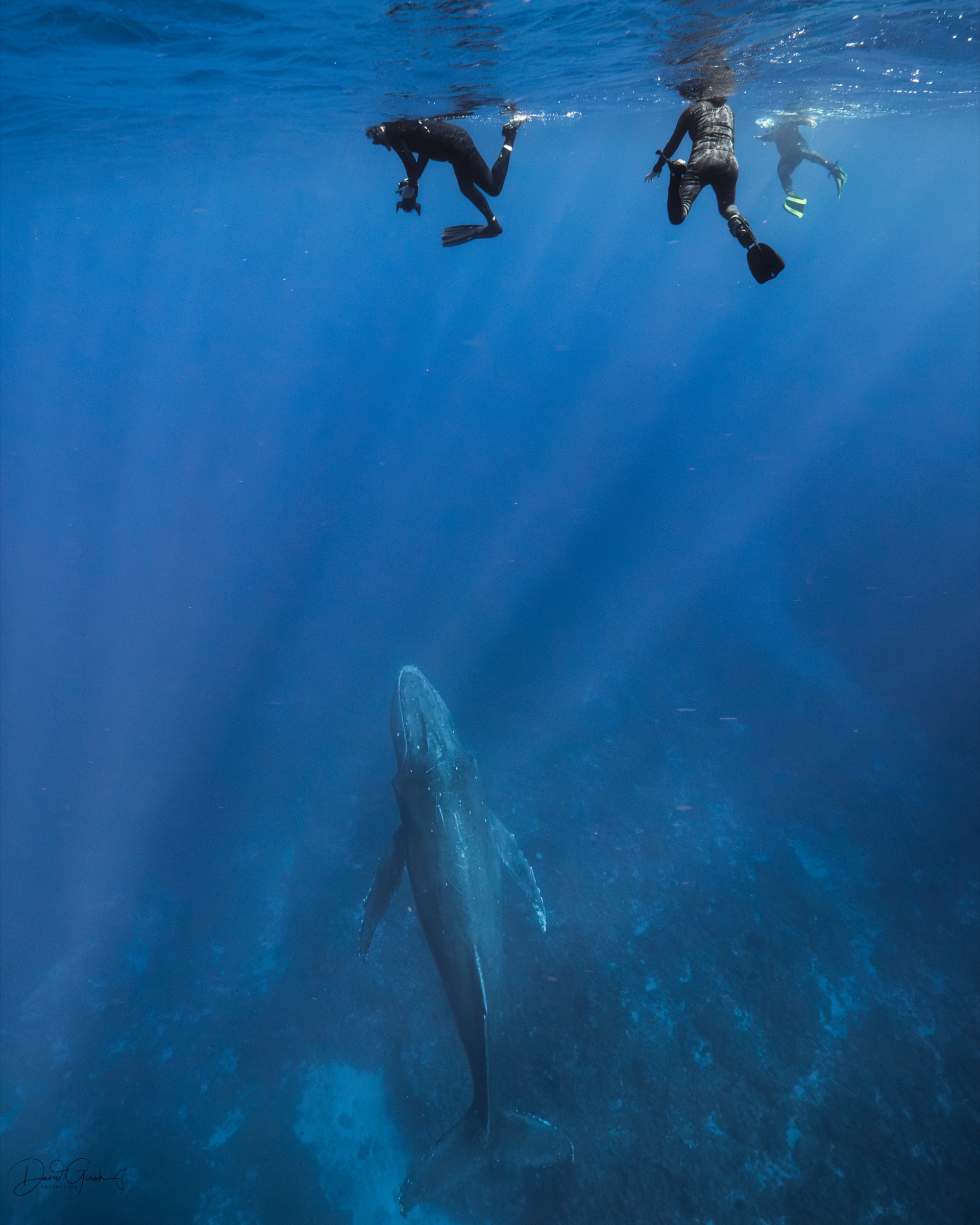 Snorkellers approaching a humpback whale from below, Vava'u Tonga