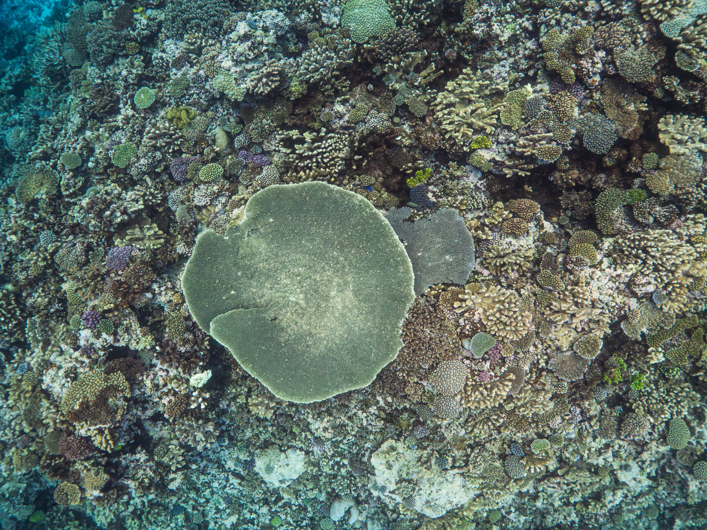 Coral garden underwater, Vava'u Tonga