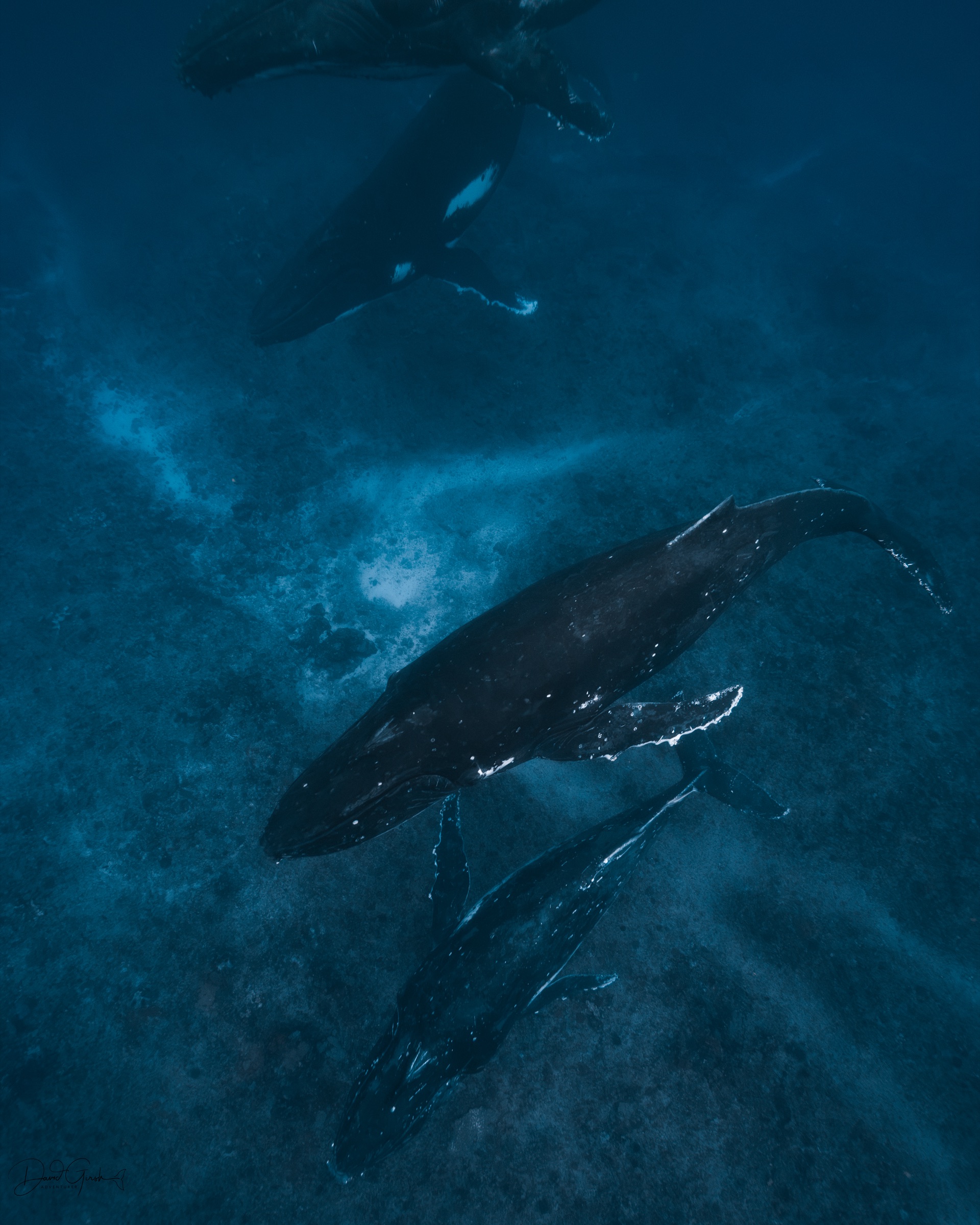 Humpback whale heat run in the shallows, Vava'u Tonga