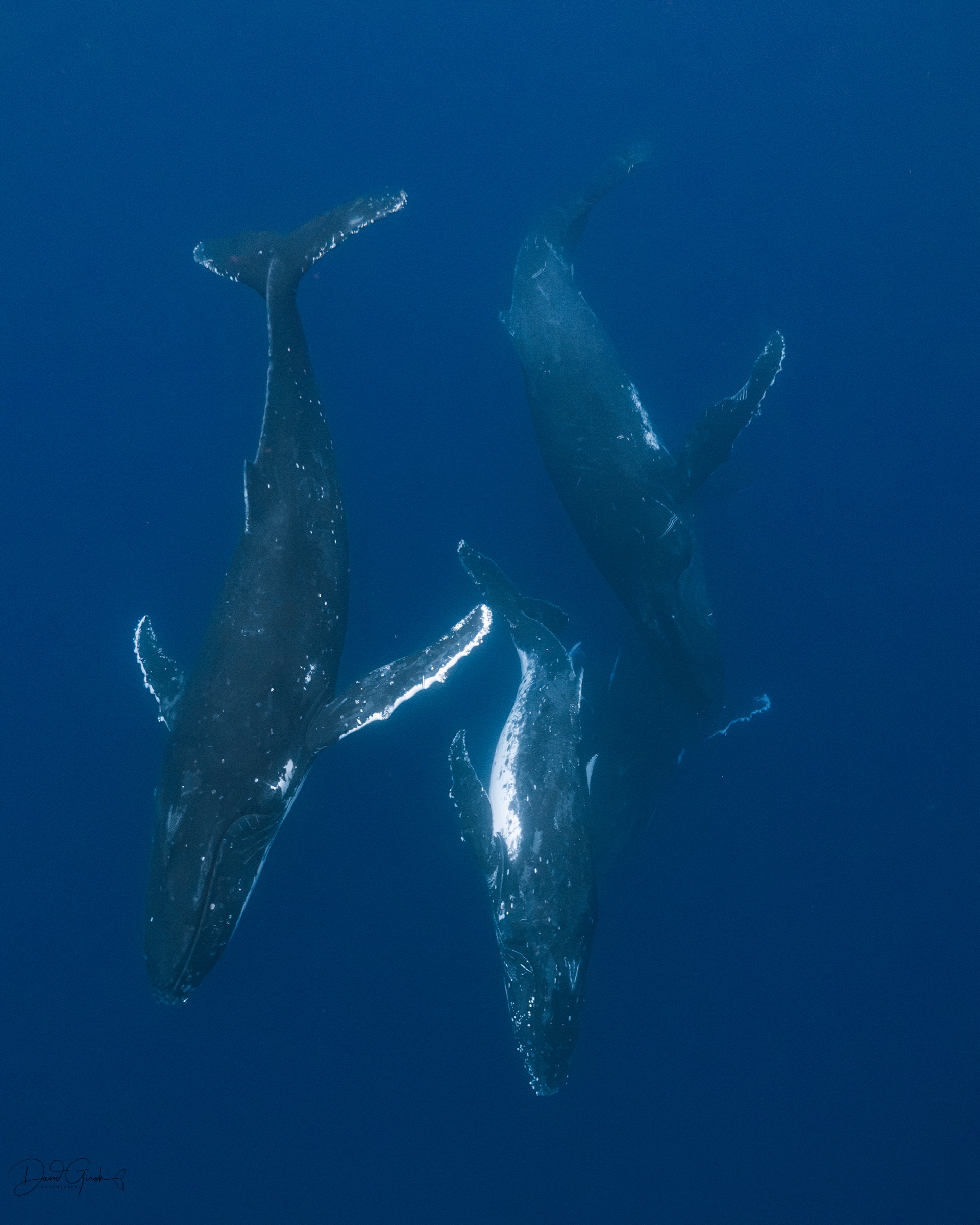 Three humpback whales during a heat run, Vava'u Tonga