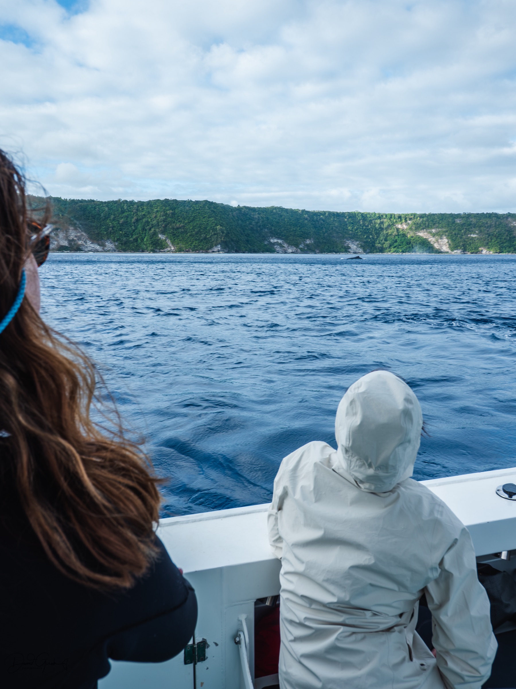 Boat watching a whale heat run, Vava'u Tonga