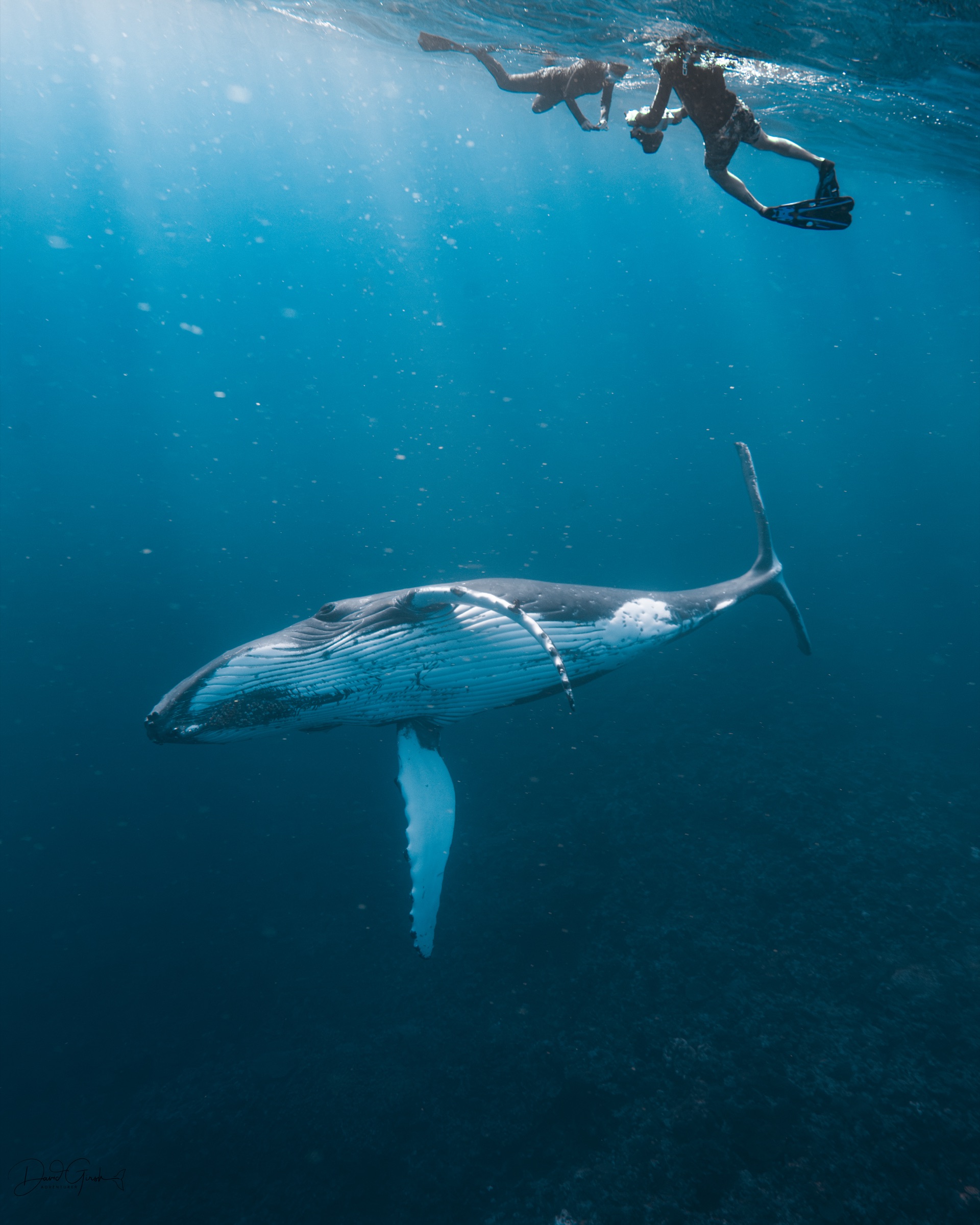 Snorkellers approaching a humpback whale underwater, Vava'u Tonga