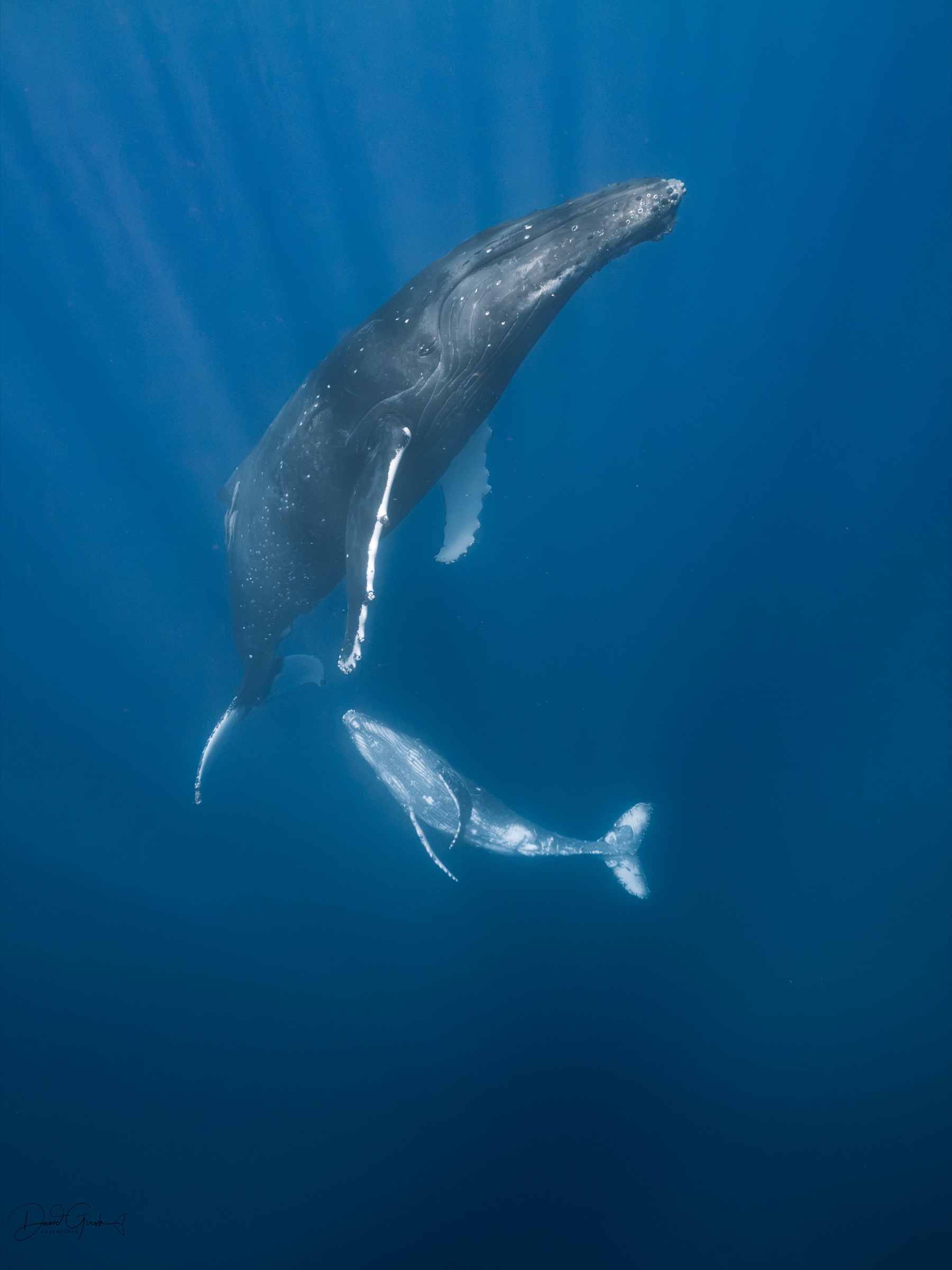 Mother humpback whale and calf, Vava'u Tonga
