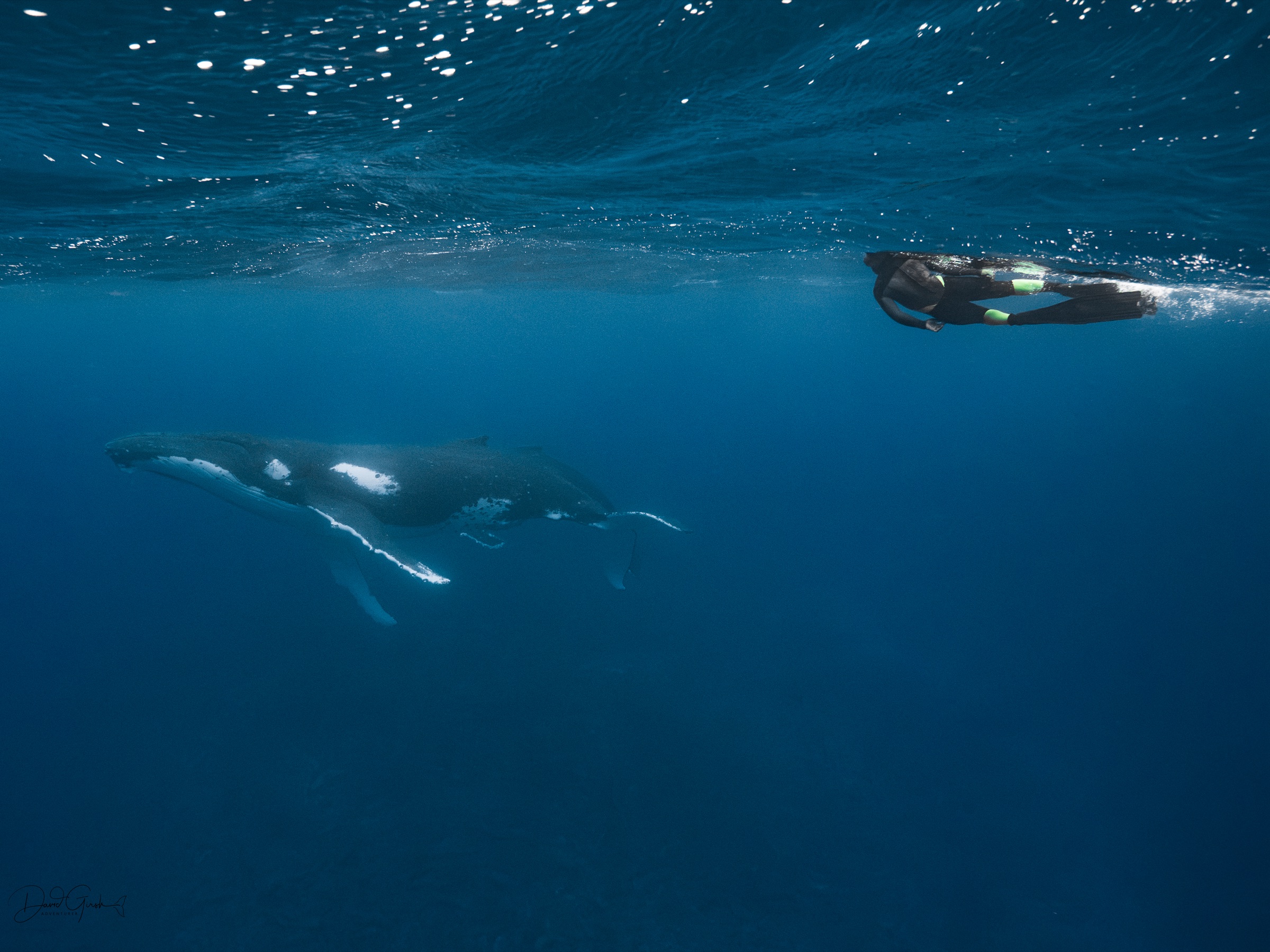Humpback whale rising toward the surface, Vava'u Tonga