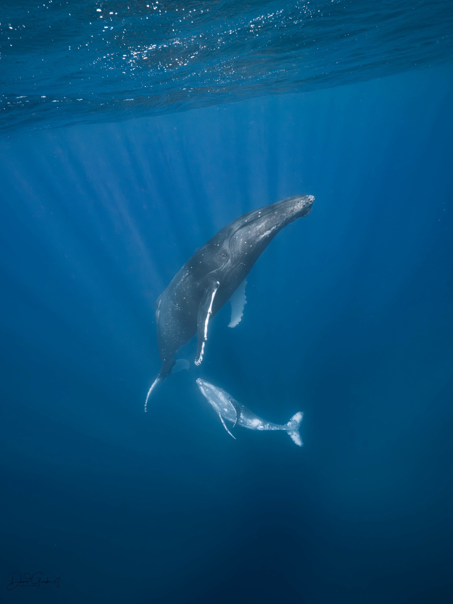 A humpback whale turning in open blue water lit by shafts of sunlight