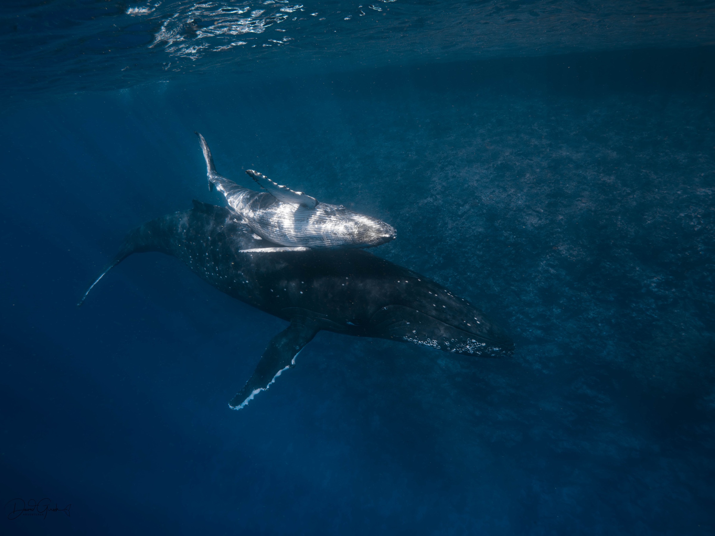 A humpback calf swimming alongside an adult whale in clear open water