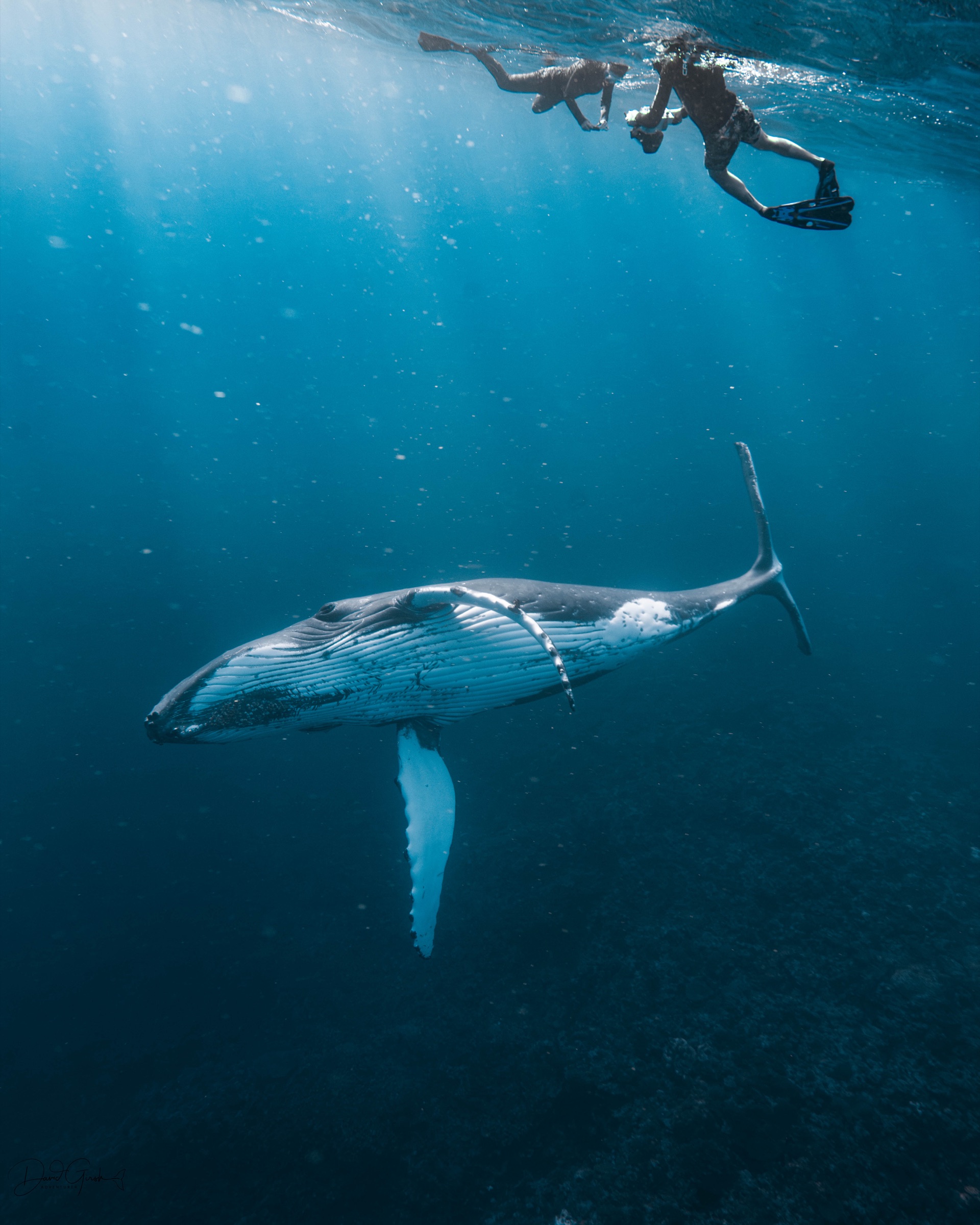 A snorkeller keeping a respectful distance at the surface while a humpback whale passes below over the reef