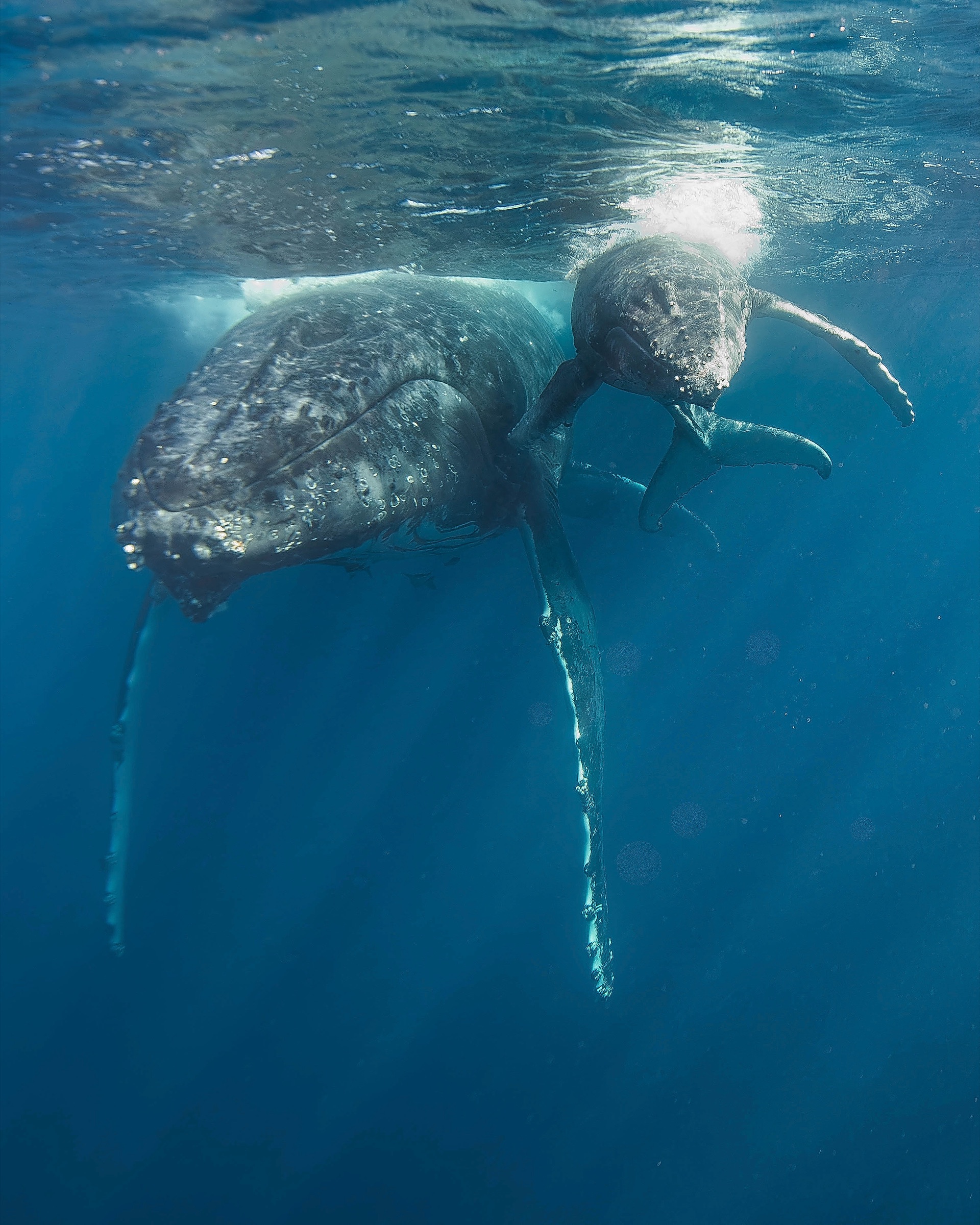 A humpback mother and her calf close to the surface in Vava'u, Tonga