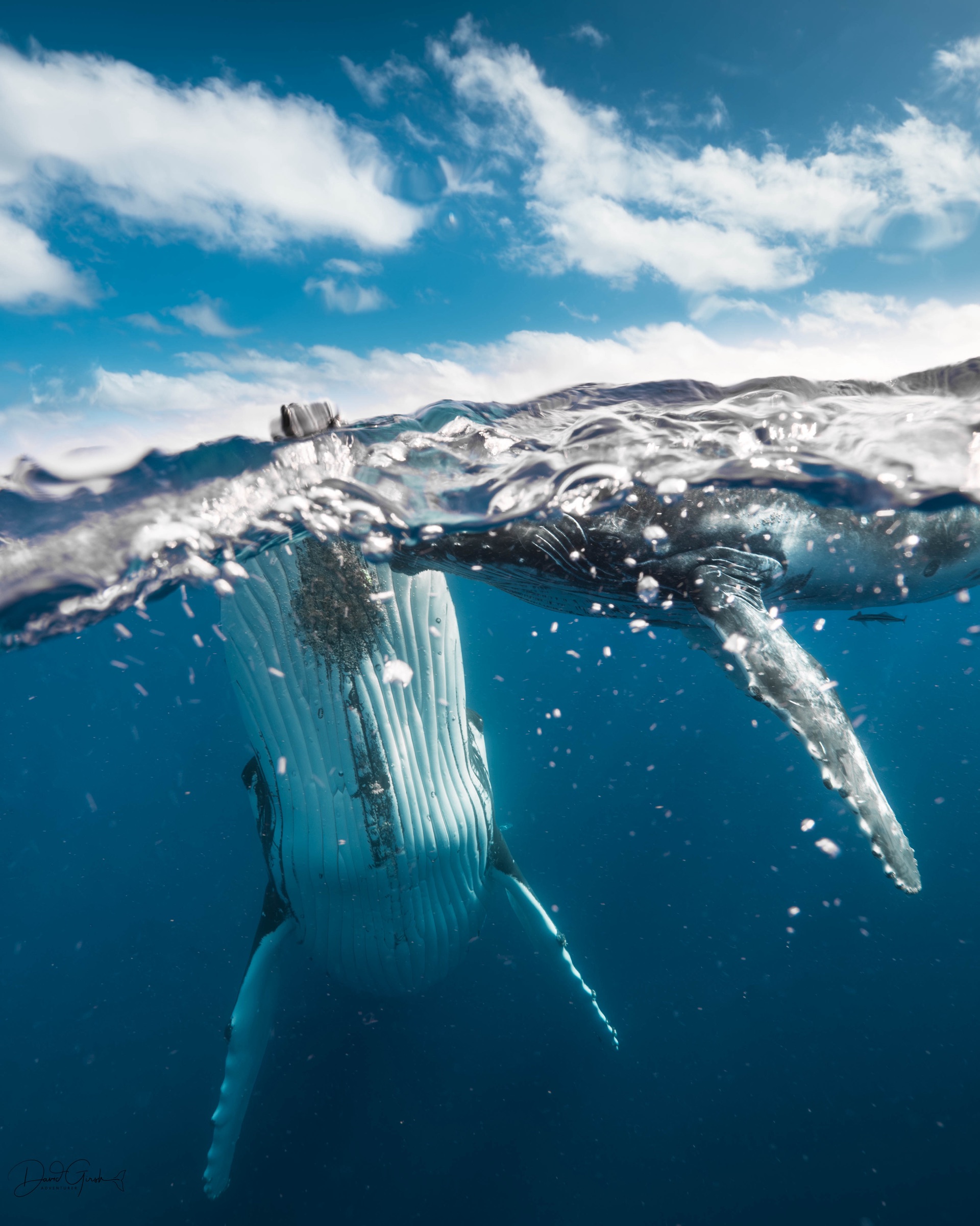 Split level view of a humpback whale just under the surface with cloud filled sky above