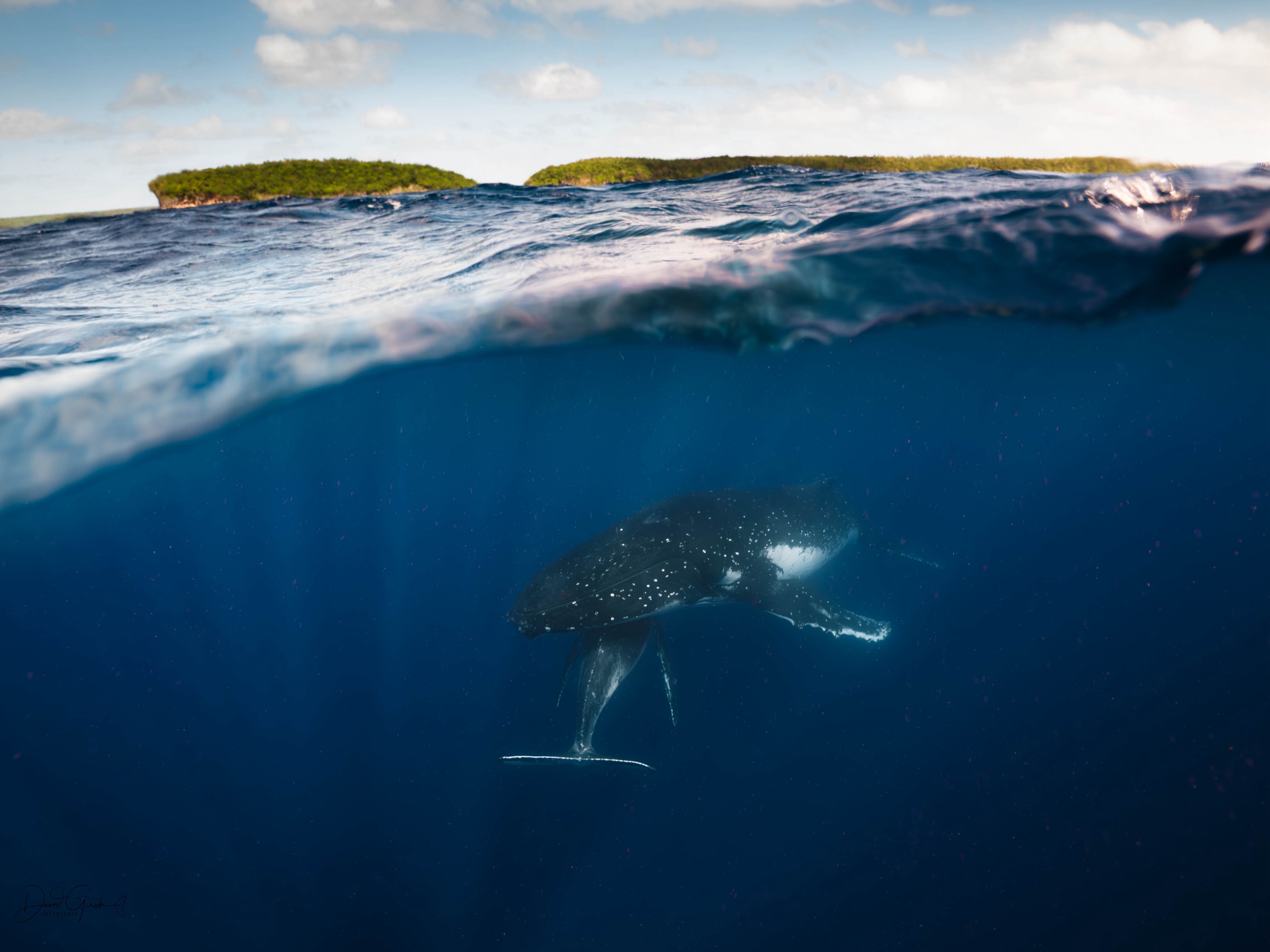 Split level view with the green islands of Vava'u above the waterline and a humpback whale hanging in the blue below