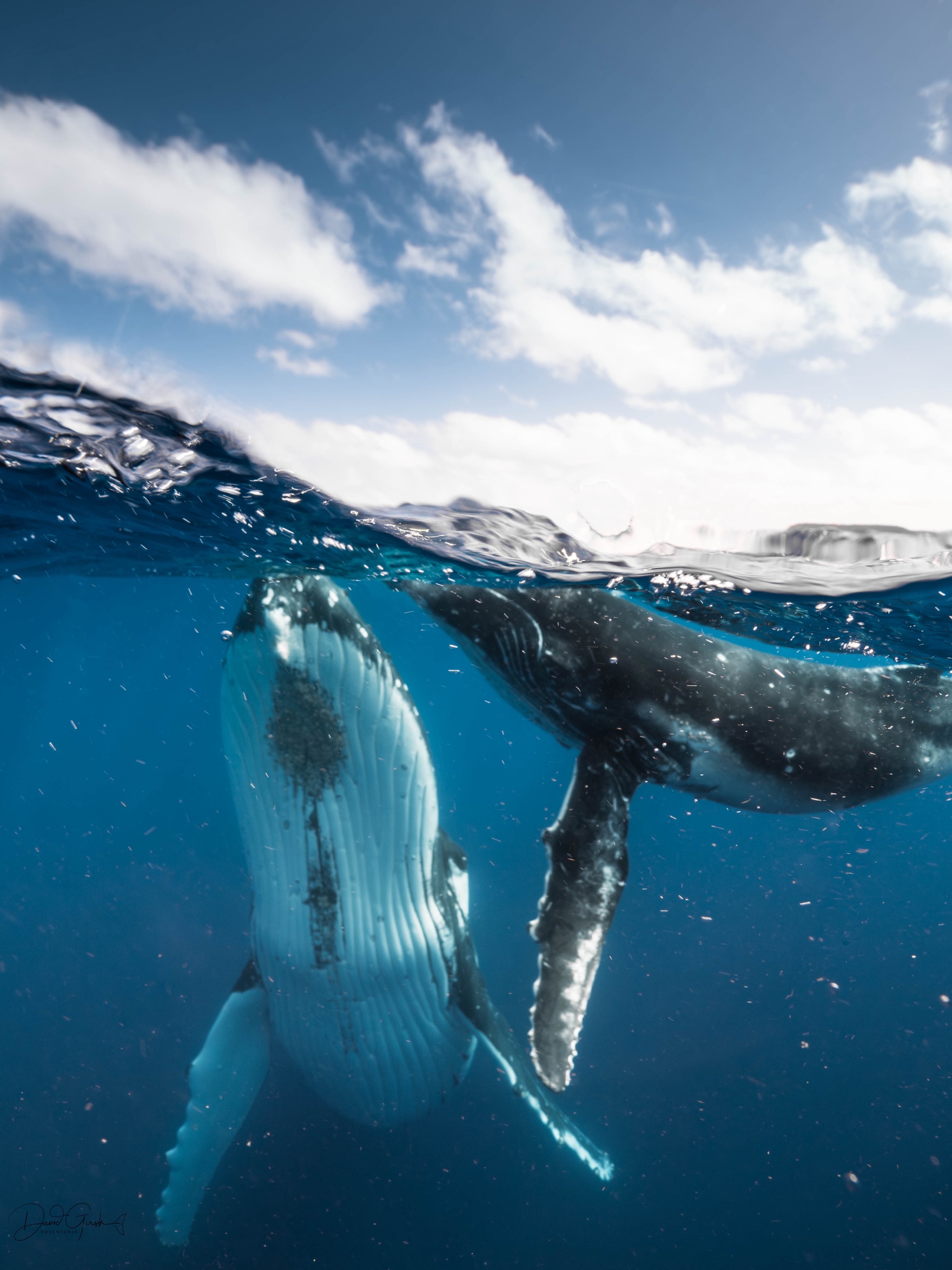 Split level view of a humpback whale at the surface under a bright sky