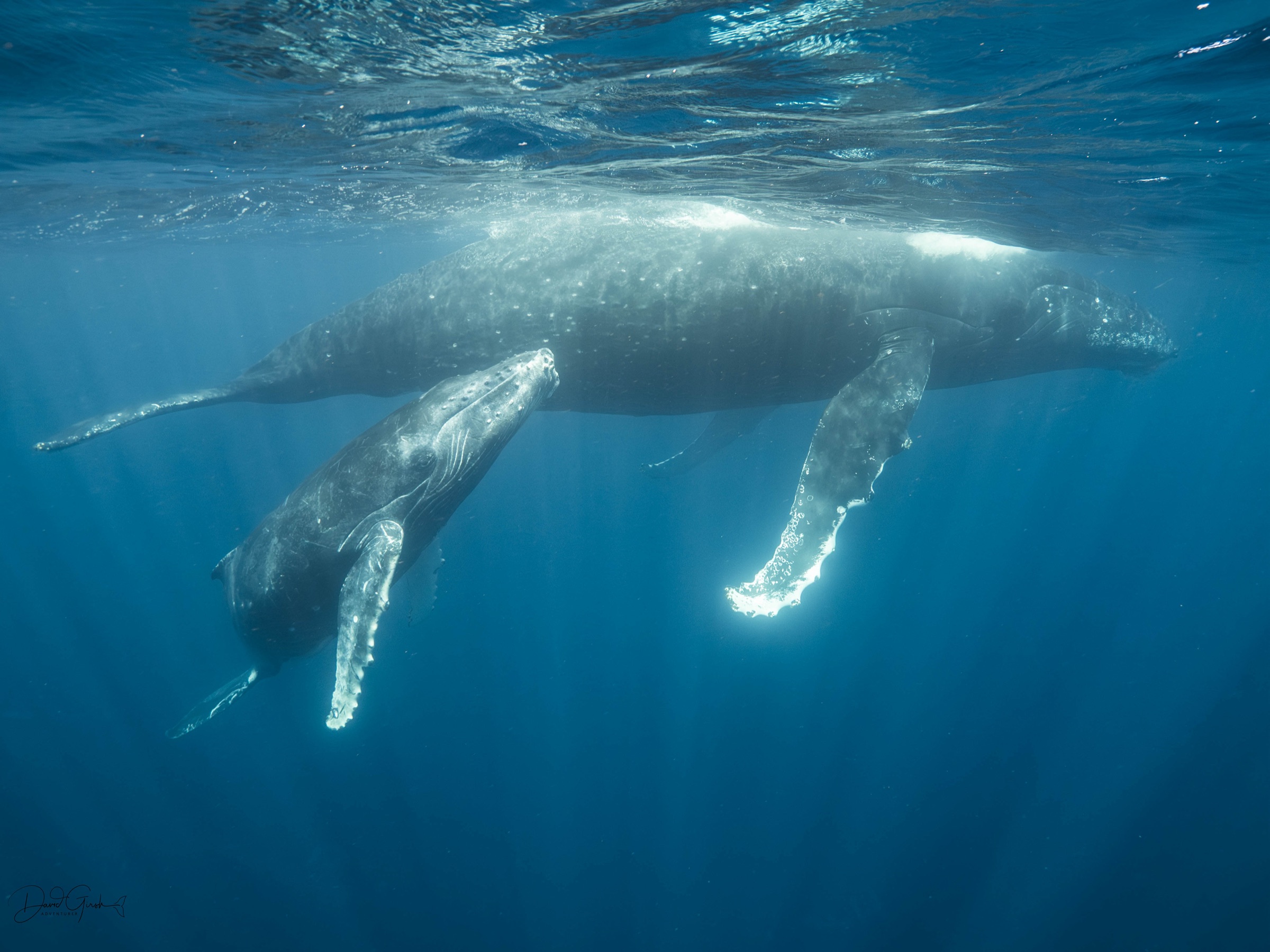Two humpback whales moving together just beneath the surface in clear water
