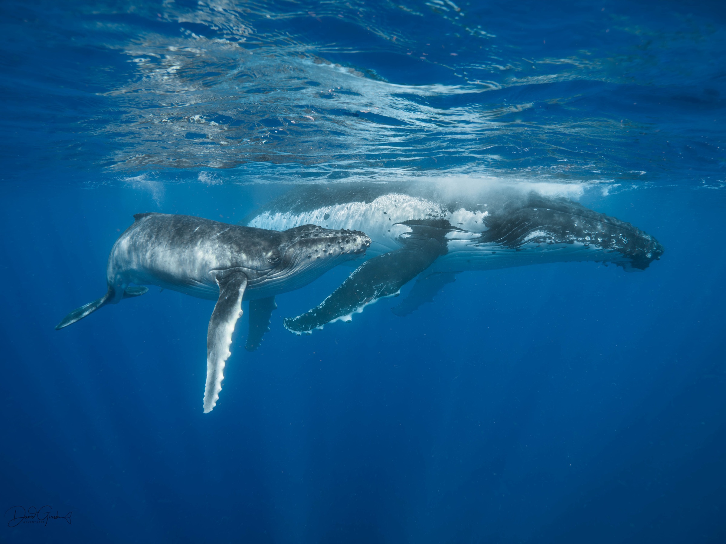 A humpback mother and calf swimming side by side just under the surface in clear blue water