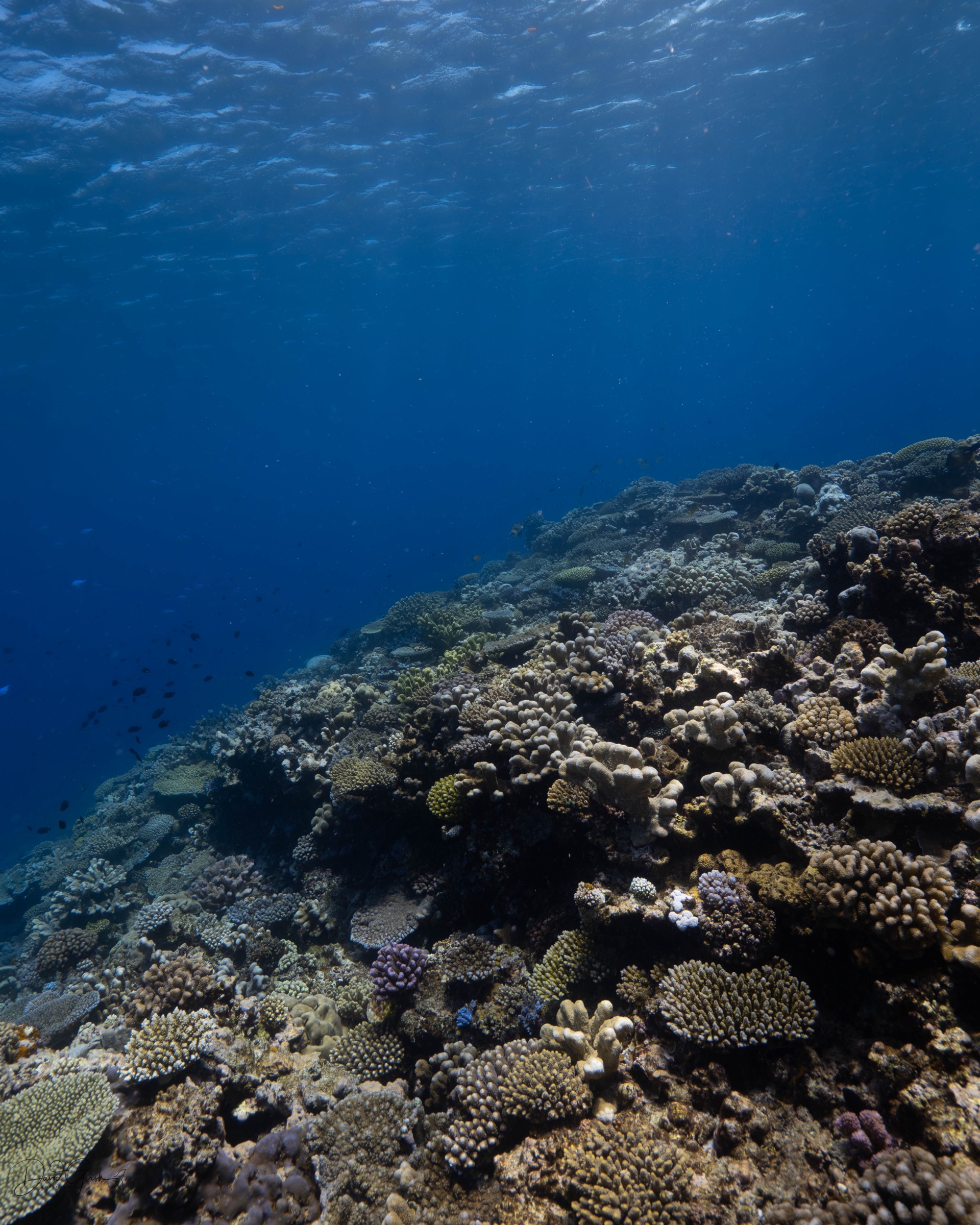 A healthy hard coral reef in the shallows of the Vava'u island group